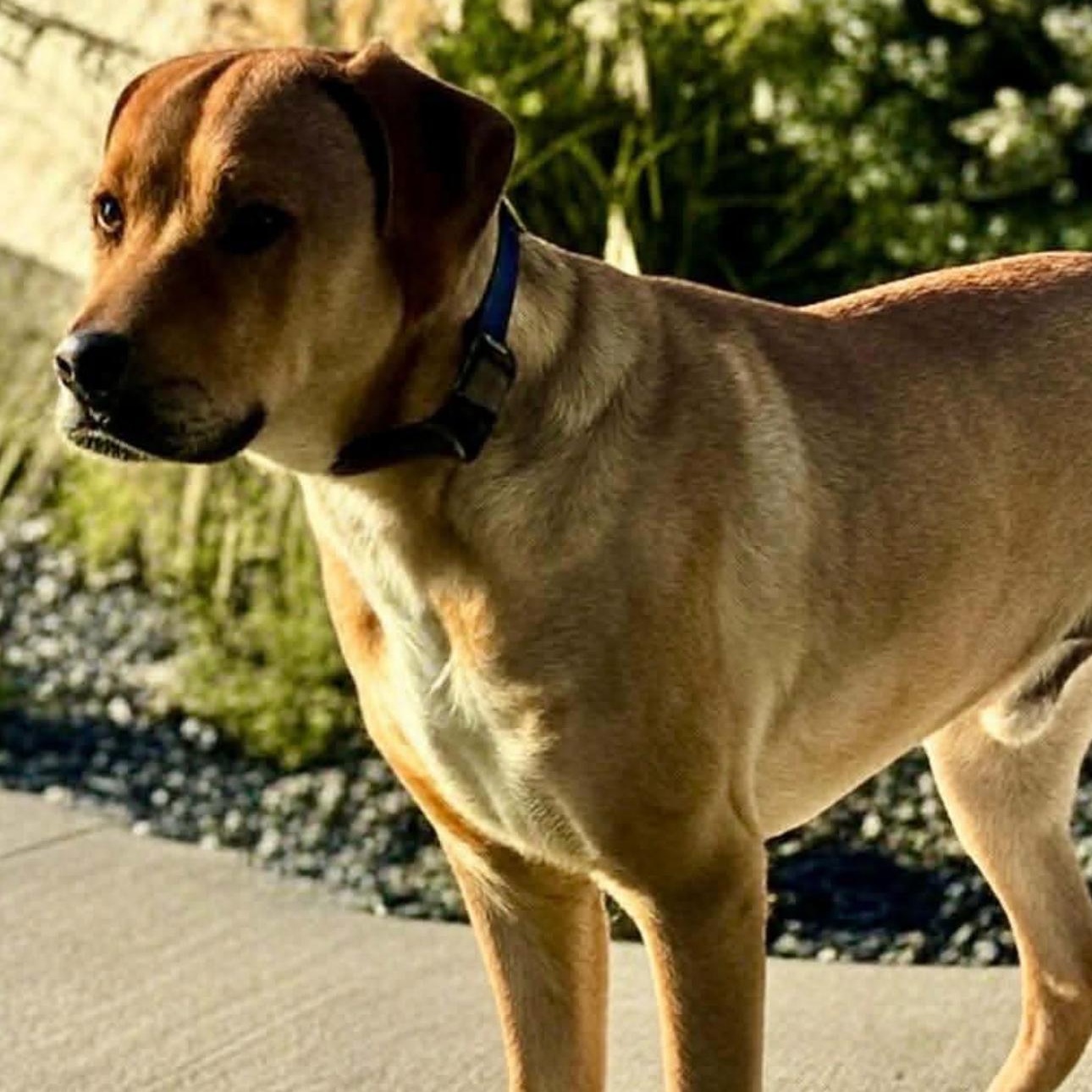 2108 Vader, Adoptable, Adult Male Hound.