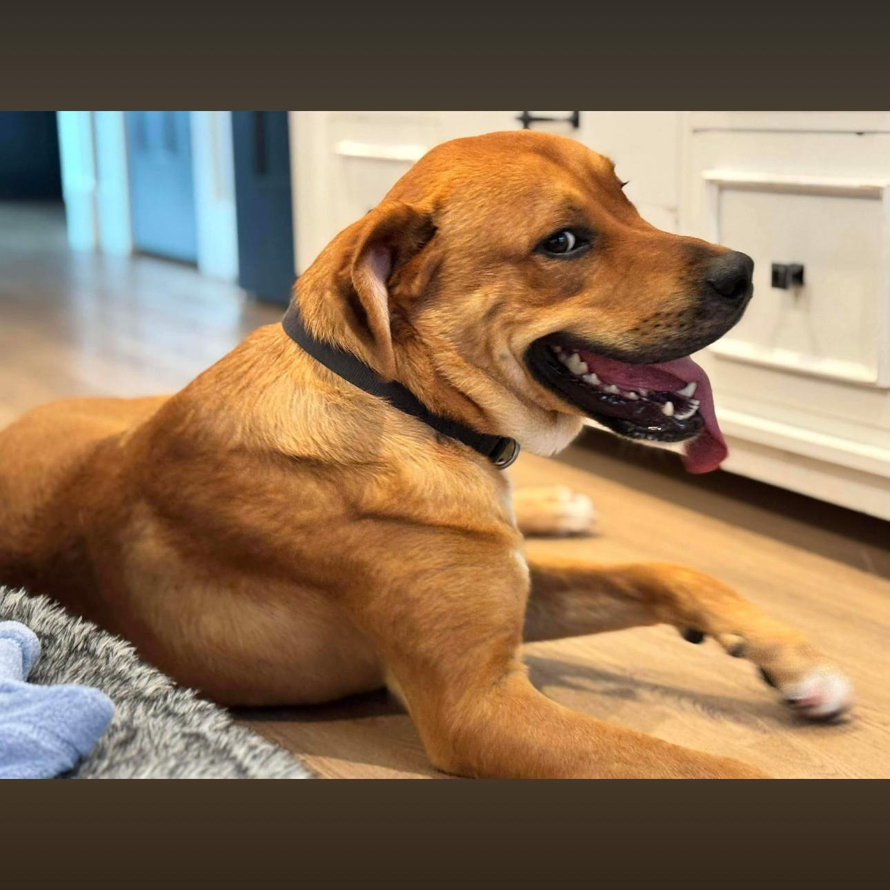 Enlarge 2108 Vader, a Adoptable Hound in Springfield, MO image 2/3