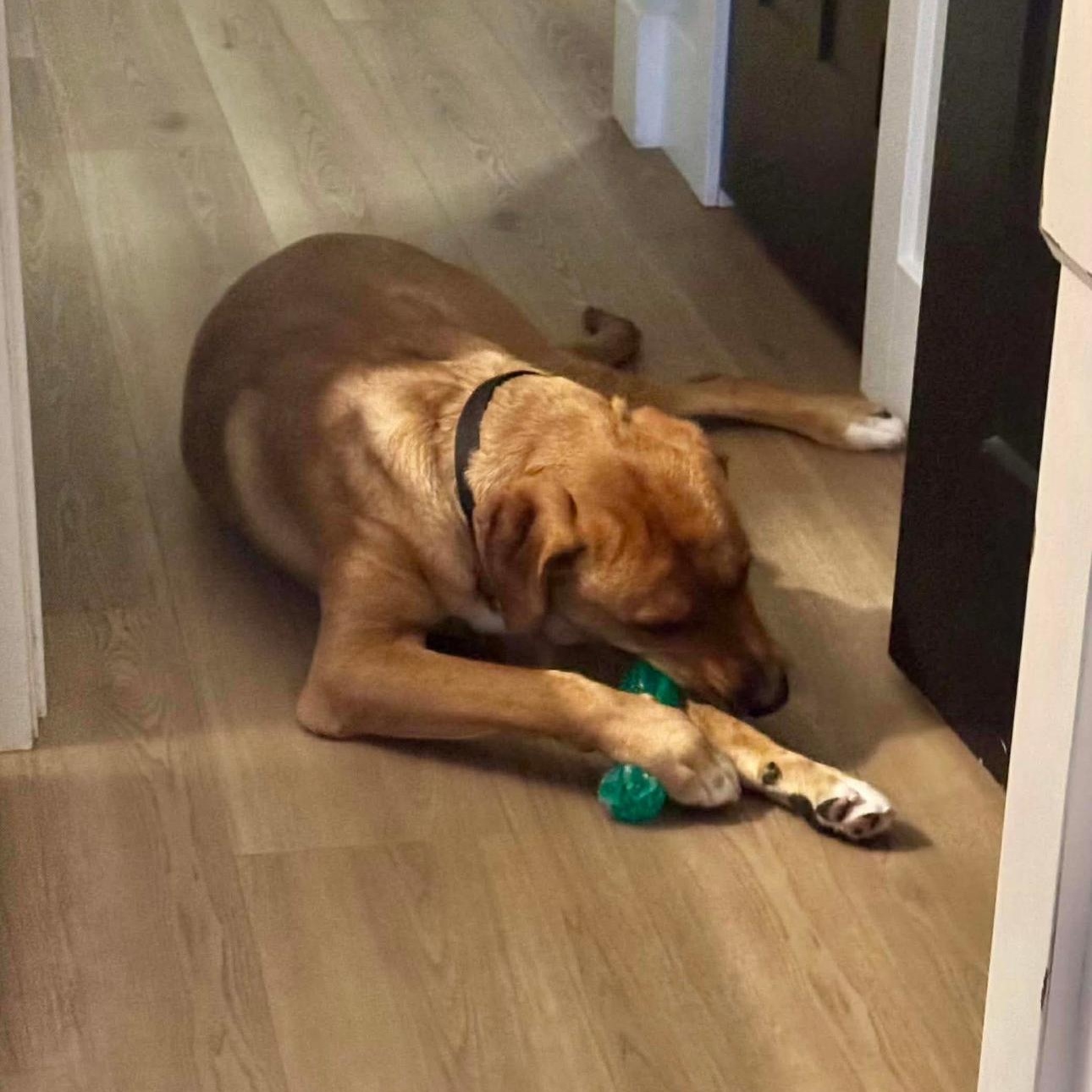 Enlarge 2108 Vader, a Adoptable Hound in Springfield, MO image 3/3