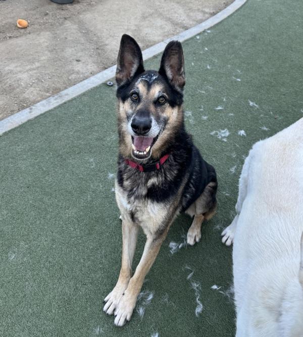 Enlarge Zeus, a Adoptable mixed breed in Oceanside, CA image 1/1