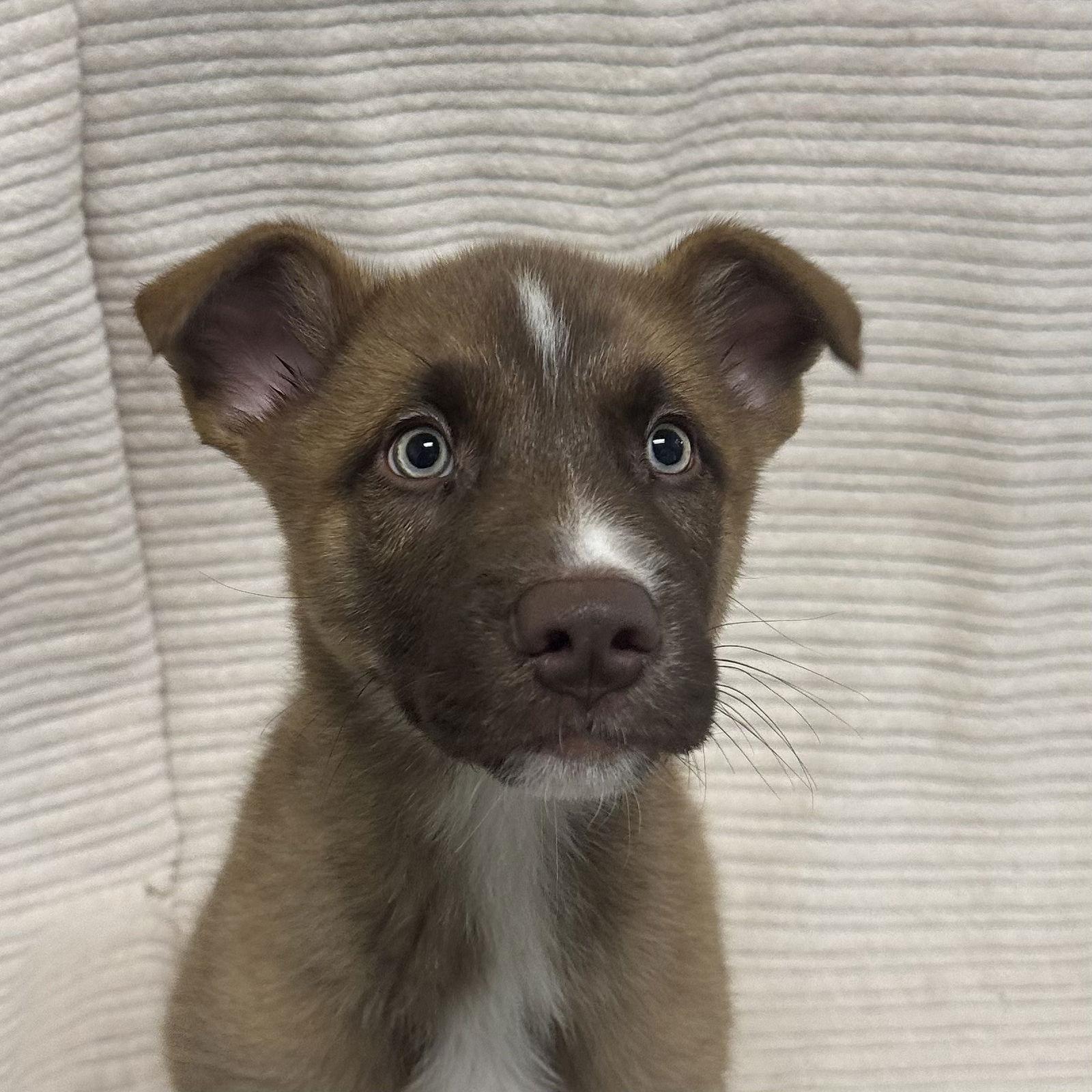 Enlarge Theodore, a Adopted mixed breed in Burlingame, CA image 1/1