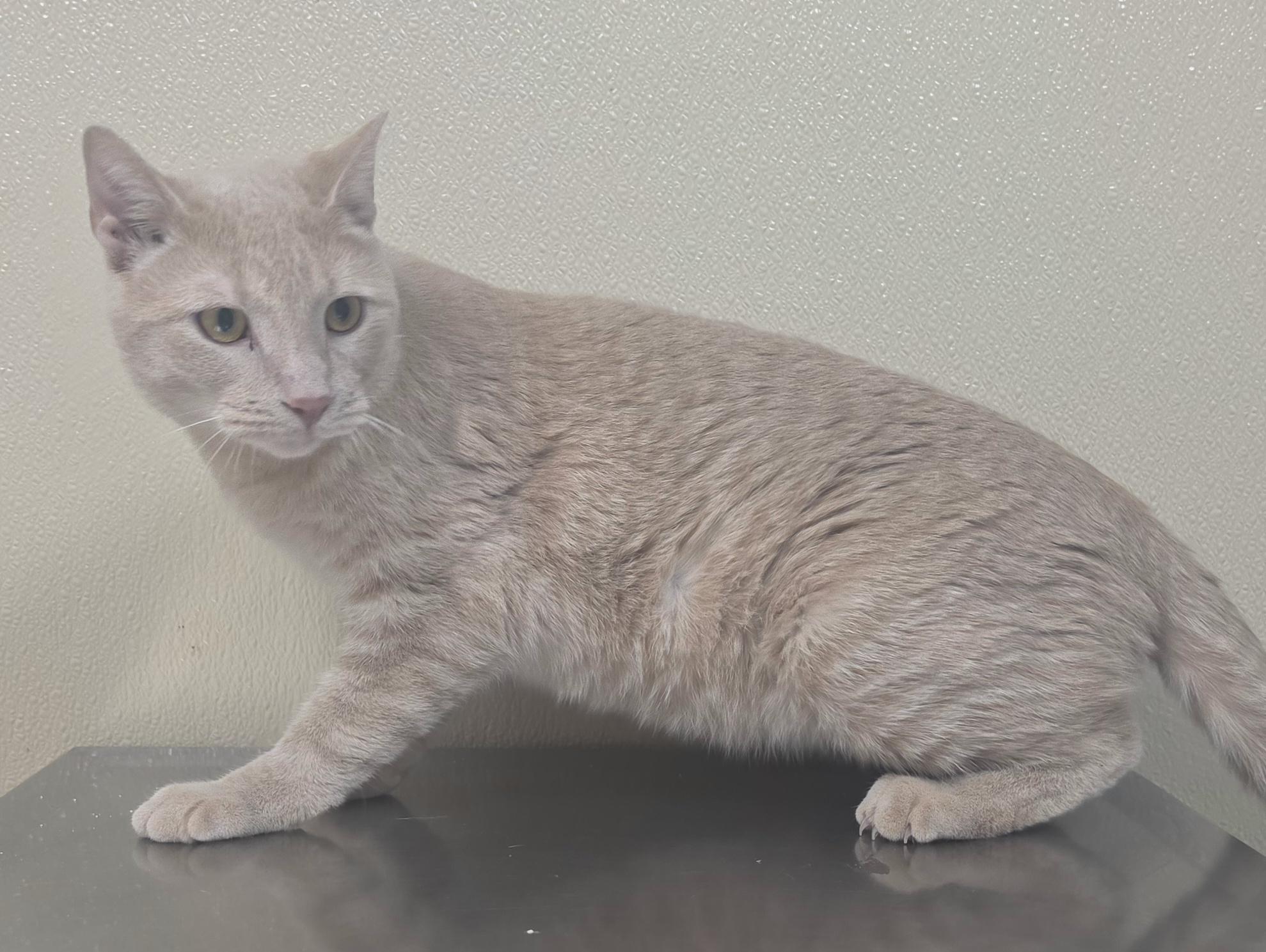 Enlarge Toby, a Adoptable mixed breed in Brainerd, MN image 2/2