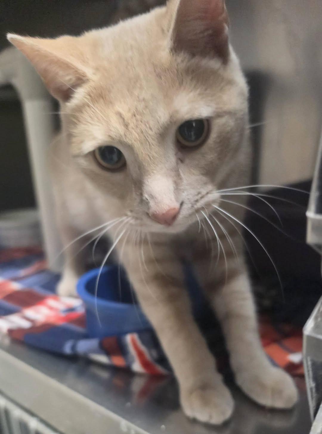 Toby, Adoptable, Adult Male Domestic Short Hair.