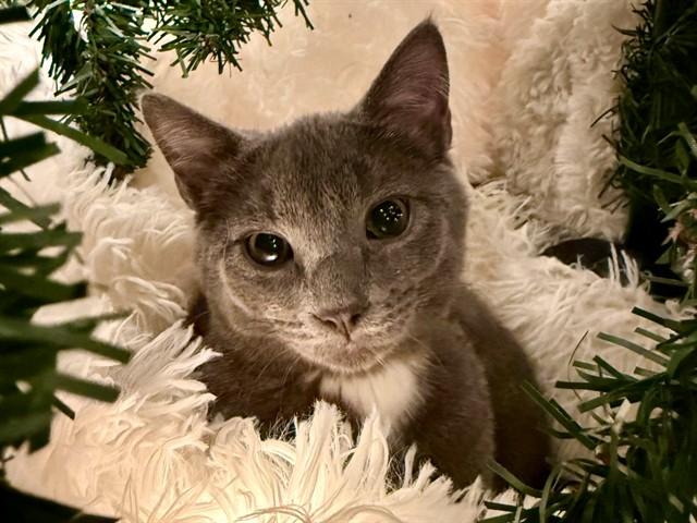 JAGGER, Adoptable, Kitten Male Domestic Short Hair.