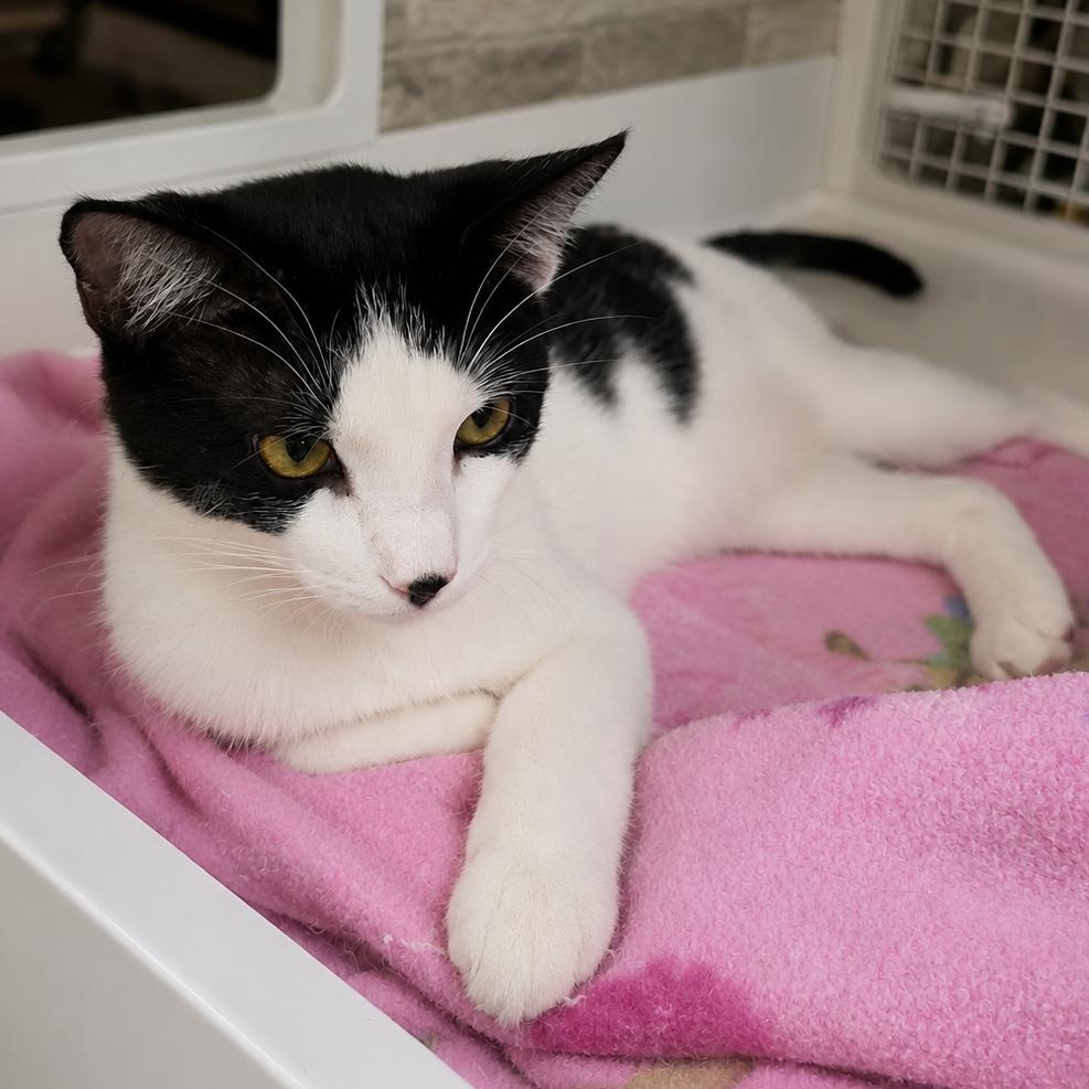 Tiny, Adoptable, Young Male Domestic Short Hair.