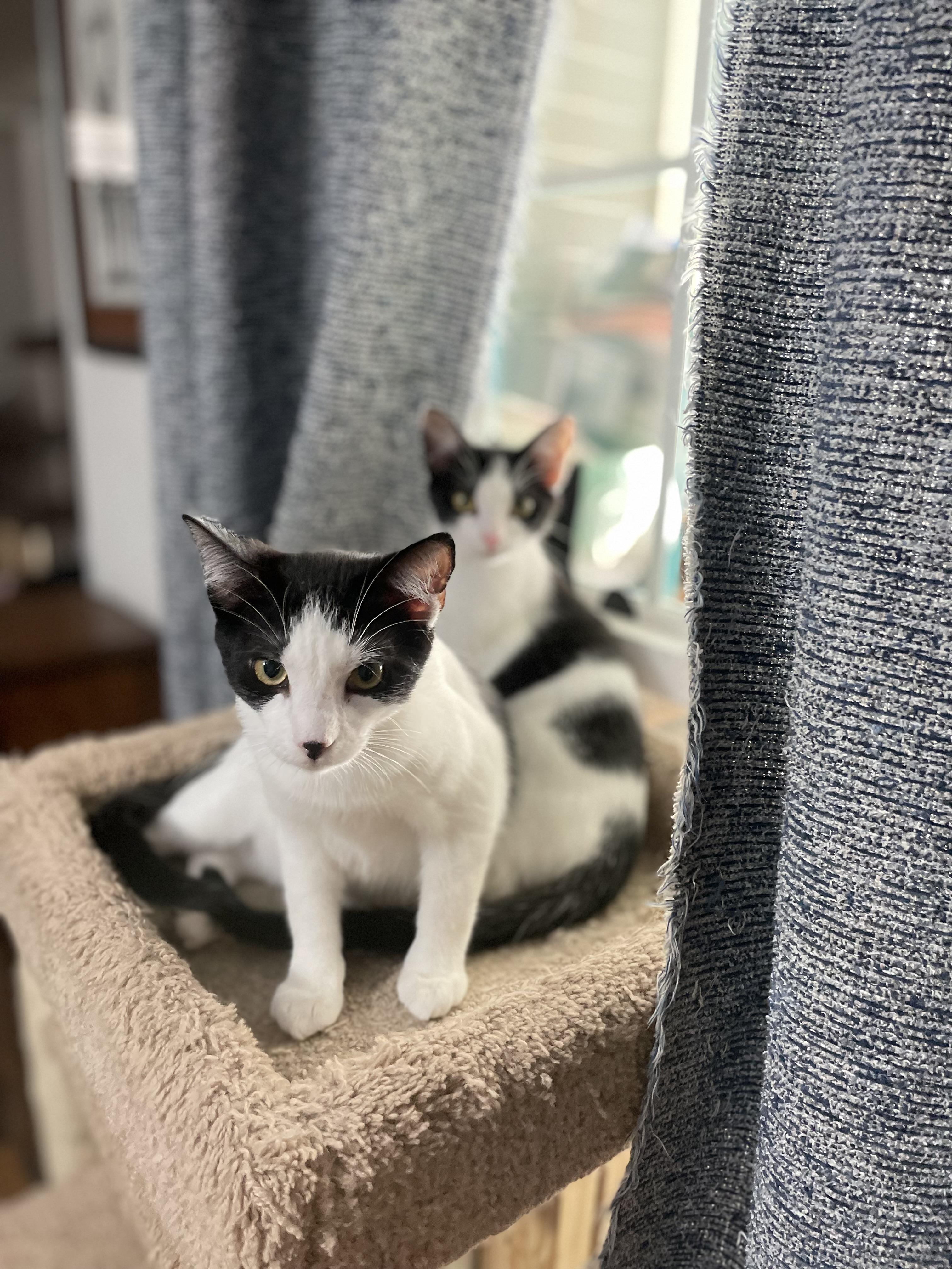 Enlarge Tiny, a Adoptable Domestic Short Hair in Fort Worth, TX image 2/2