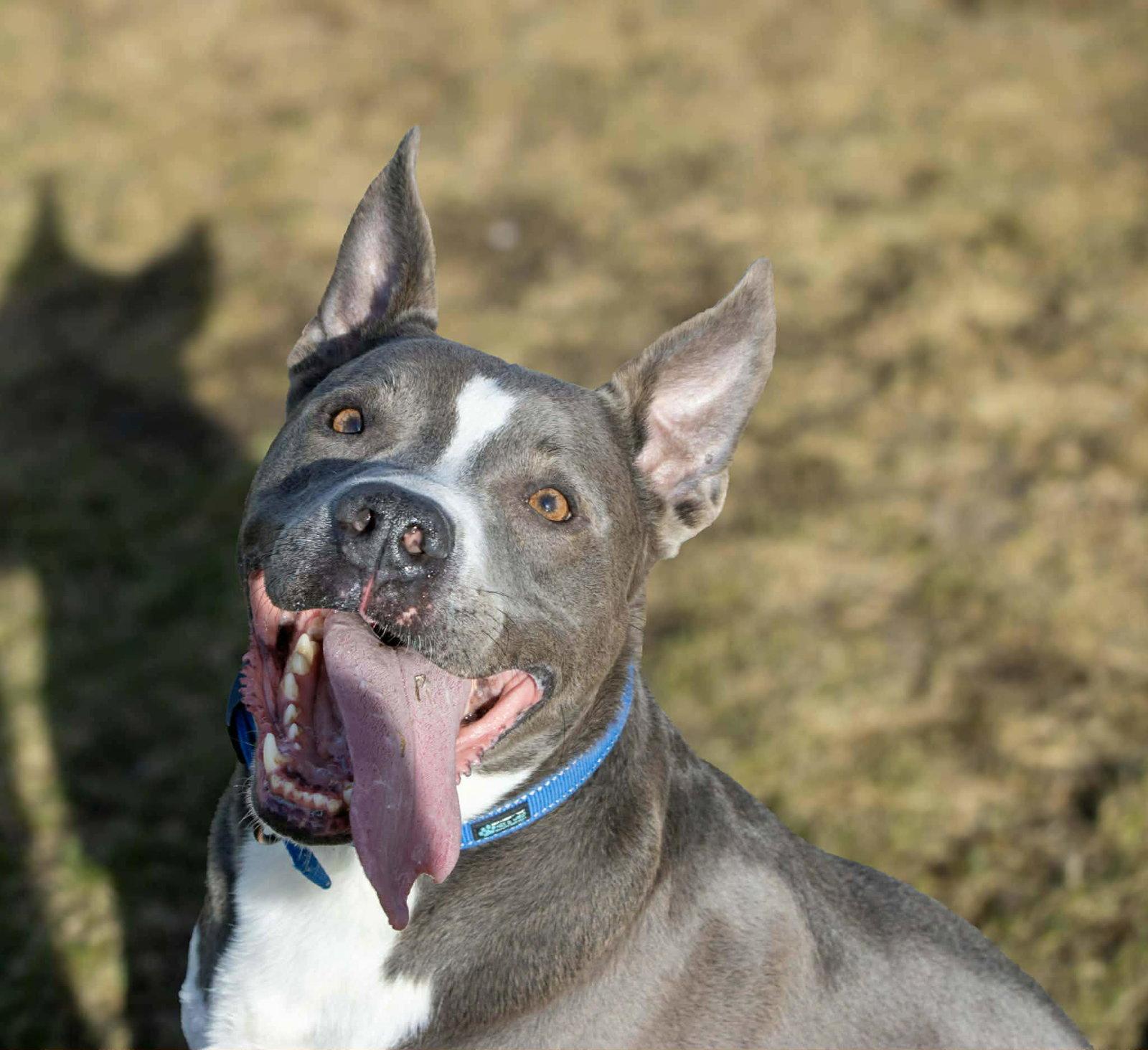 Enlarge Rowen (long-term resident/sponsored fee), a Adoptable mixed breed in Austin, MN image 1/3