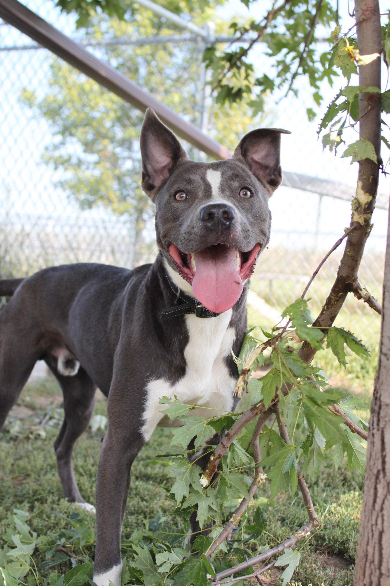 Rowen (long-term resident/sponsored fee), Adoptable, Adult Male Pit Bull Terrier & German Shepherd Dog.