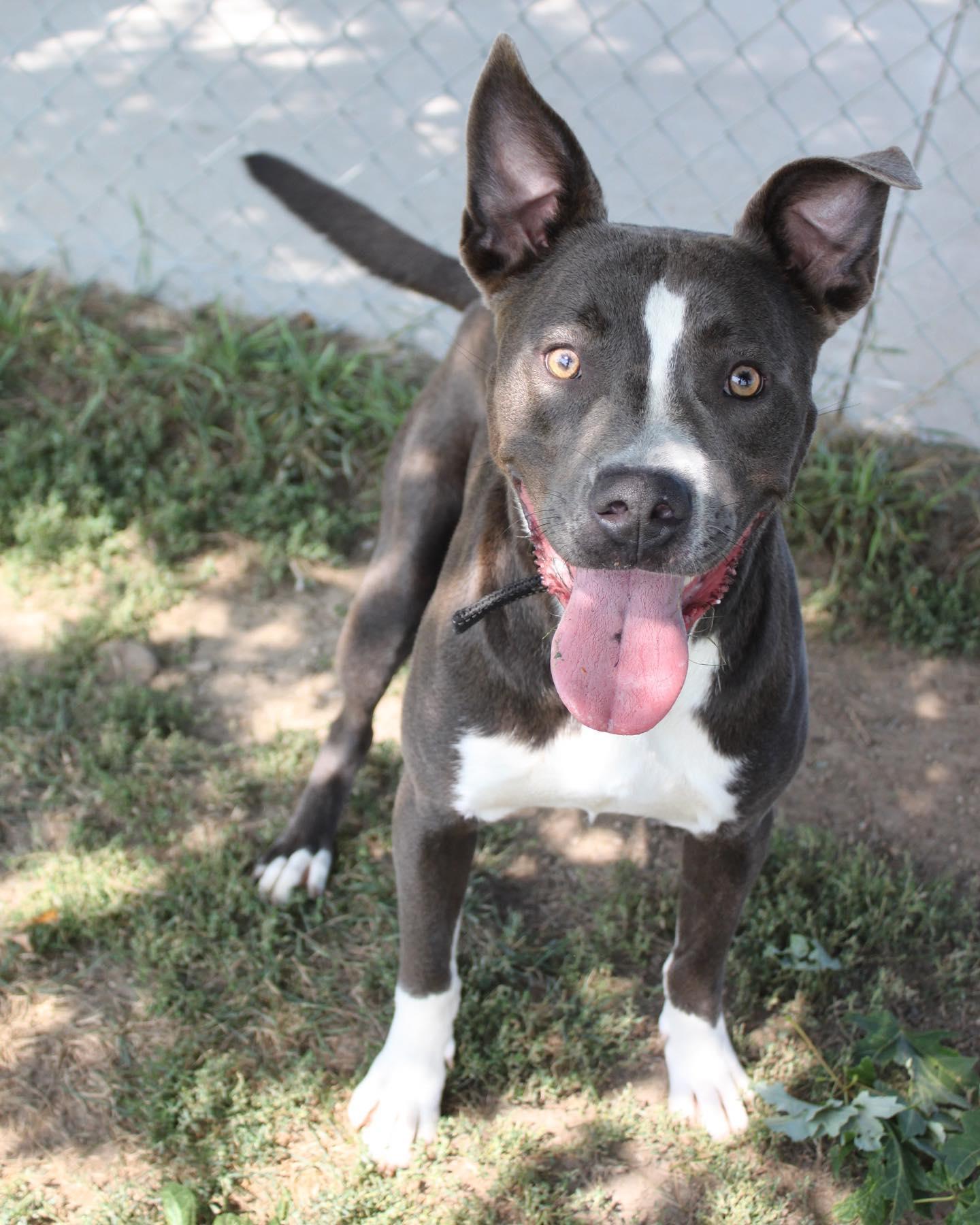 Enlarge Rowen (long-term resident/sponsored fee), a Adoptable mixed breed in Austin, MN image 2/3