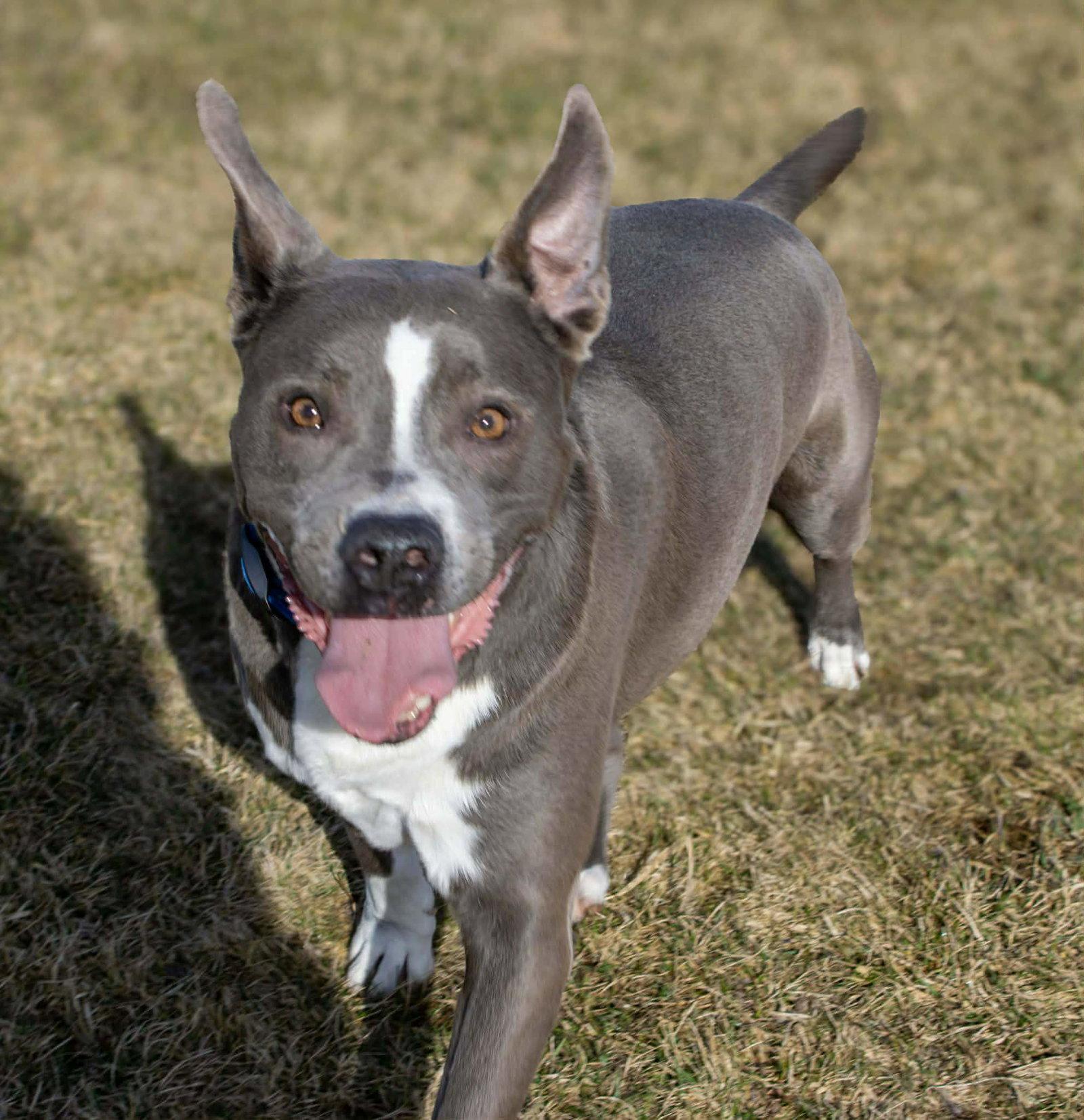 Enlarge Rowen (long-term resident/sponsored fee), a Adoptable mixed breed in Austin, MN image 3/3