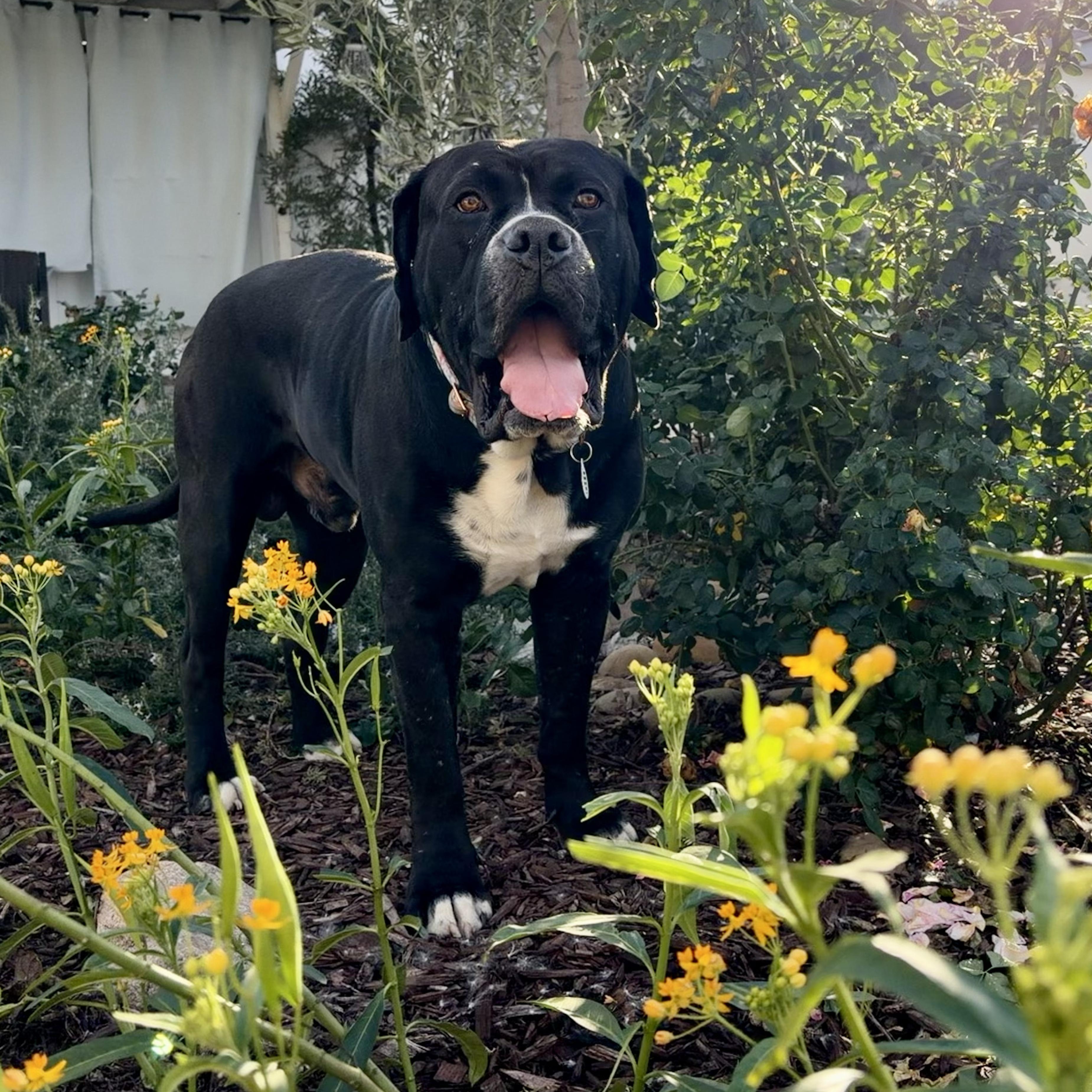 Big Mac, ADOPTABLE, Adult Male Mastiff & American Bully.
