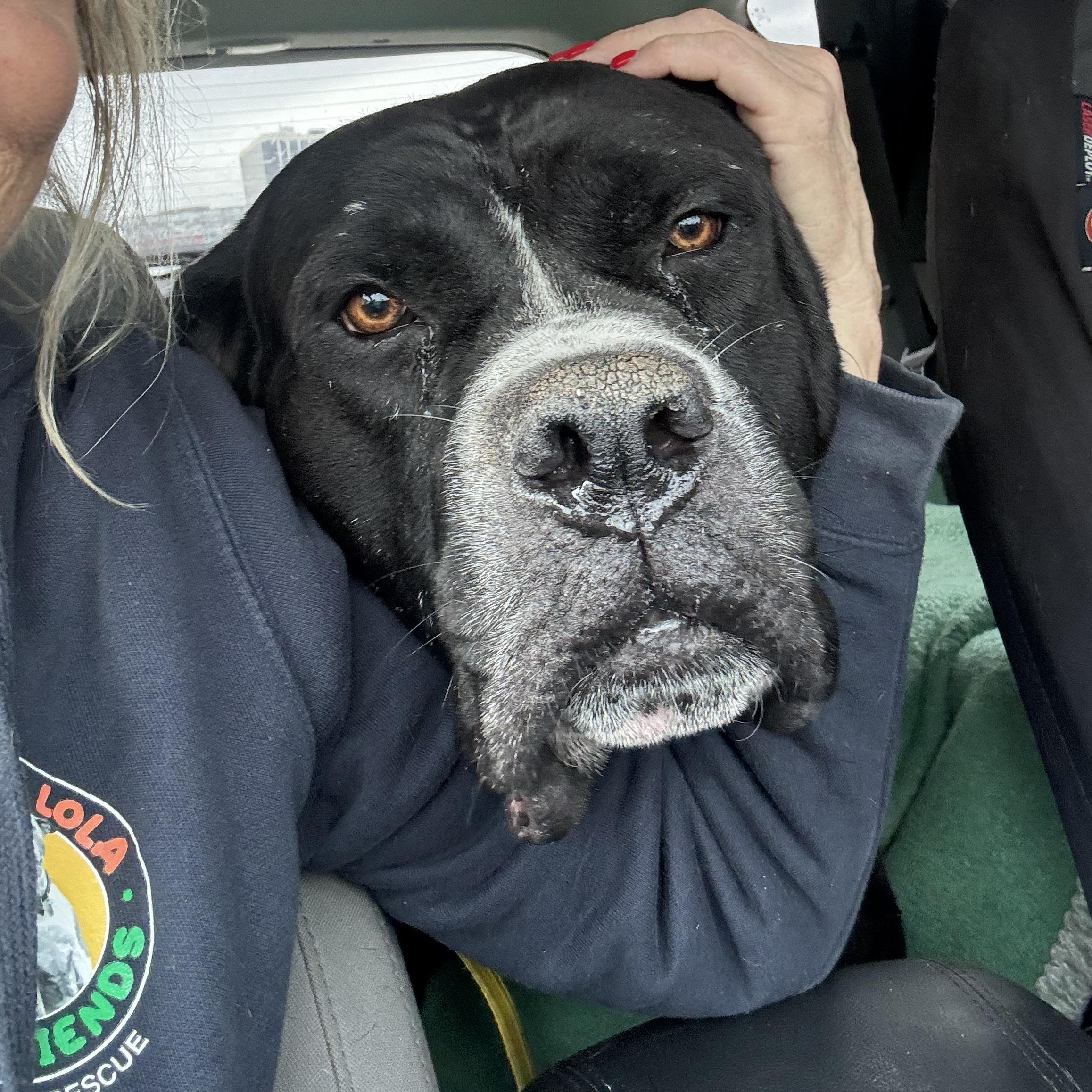 Big Mac, a ADOPTABLE mixed breed in Sun Valley, CA image 2/5