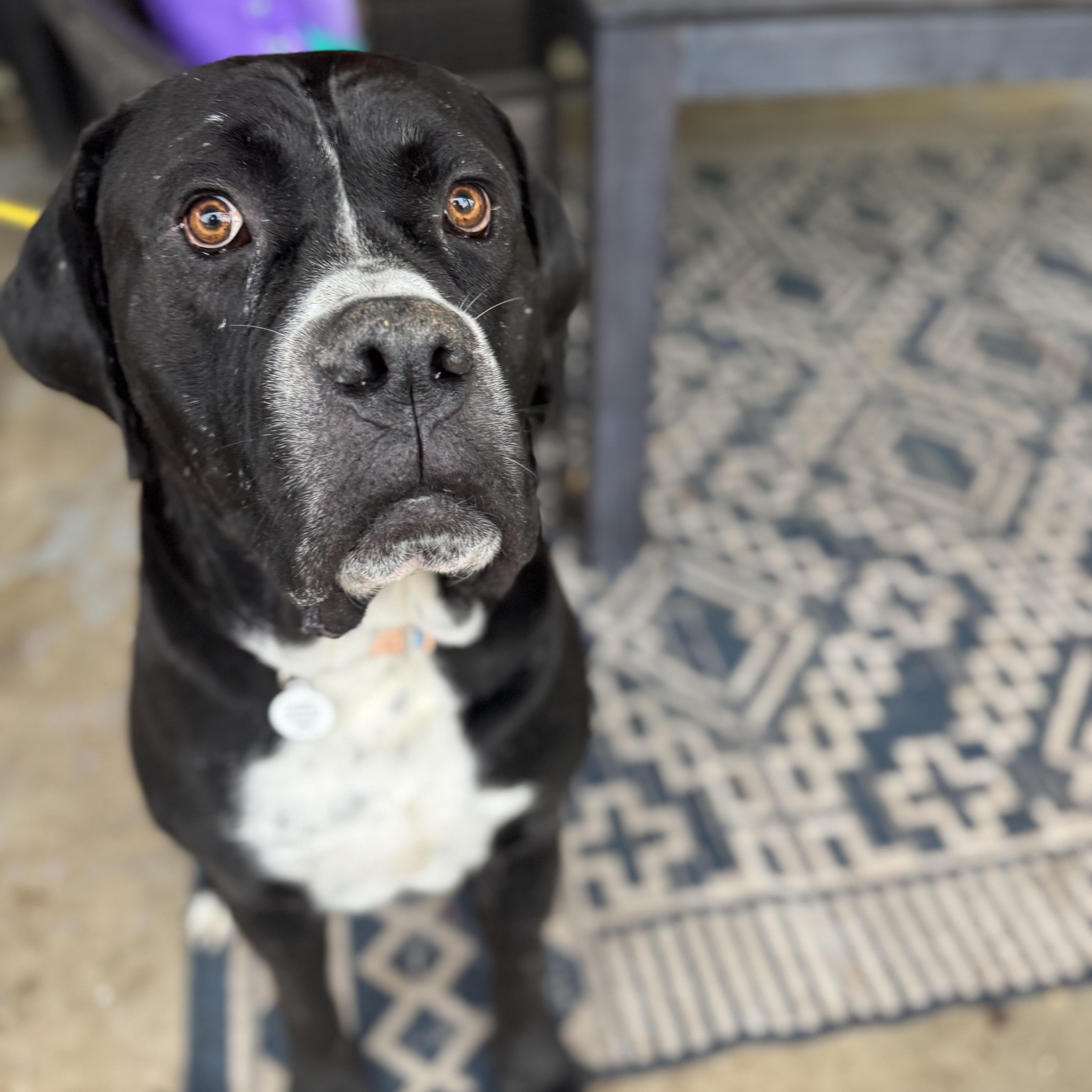 Big Mac, a ADOPTABLE mixed breed in Sun Valley, CA image 4/5