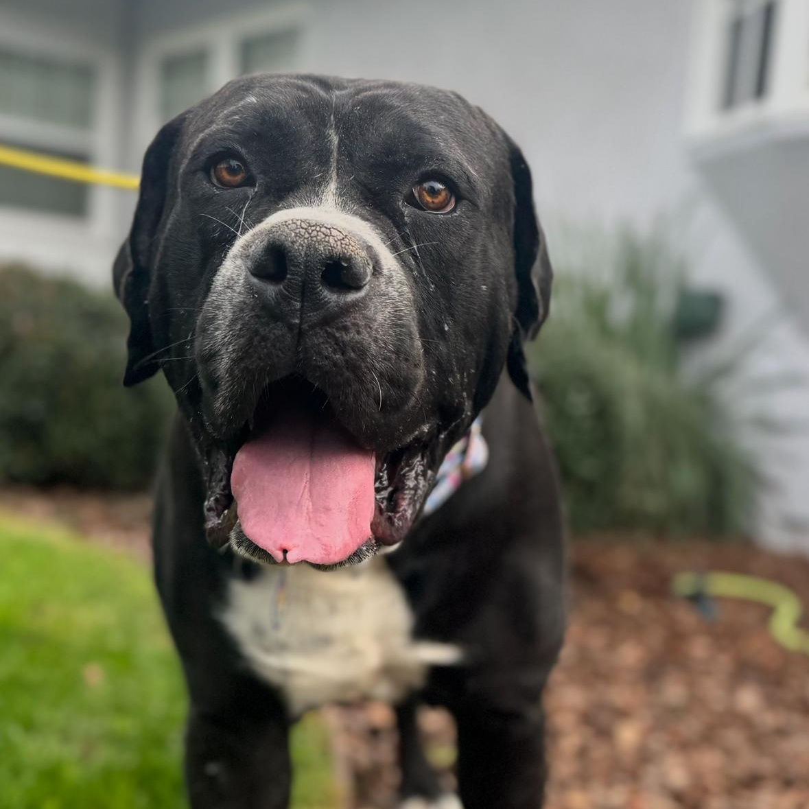 Big Mac, a ADOPTABLE mixed breed in Sun Valley, CA image 5/5