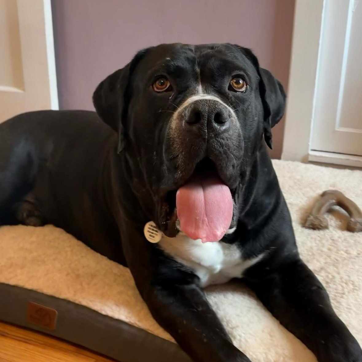 Big Mac, ADOPTABLE, Adult Male Mastiff & American Bully.