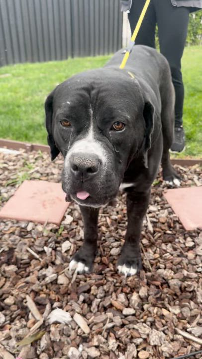 Enlarge Big Mac, a ADOPTABLE mixed breed in Sun Valley, CA video 3/5