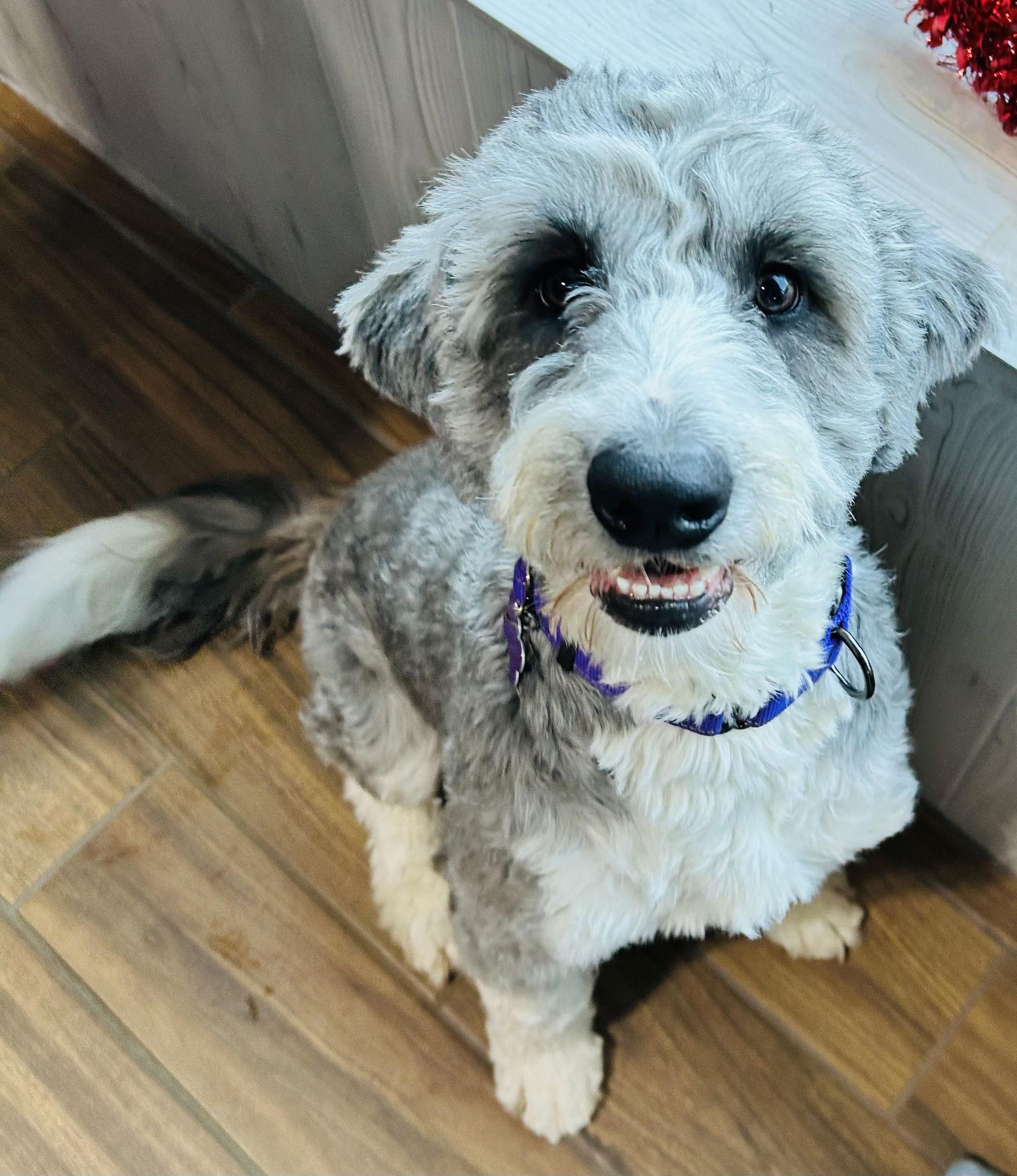 Enlarge Charlie the Bordoodle, a Adopted mixed breed in Elizabethtown, PA image 1/3