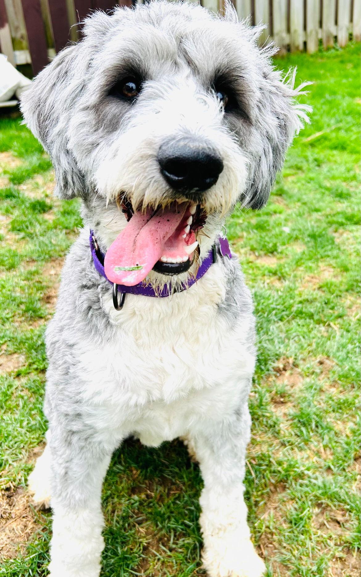Enlarge Charlie the Bordoodle, a Adopted mixed breed in Elizabethtown, PA image 2/3