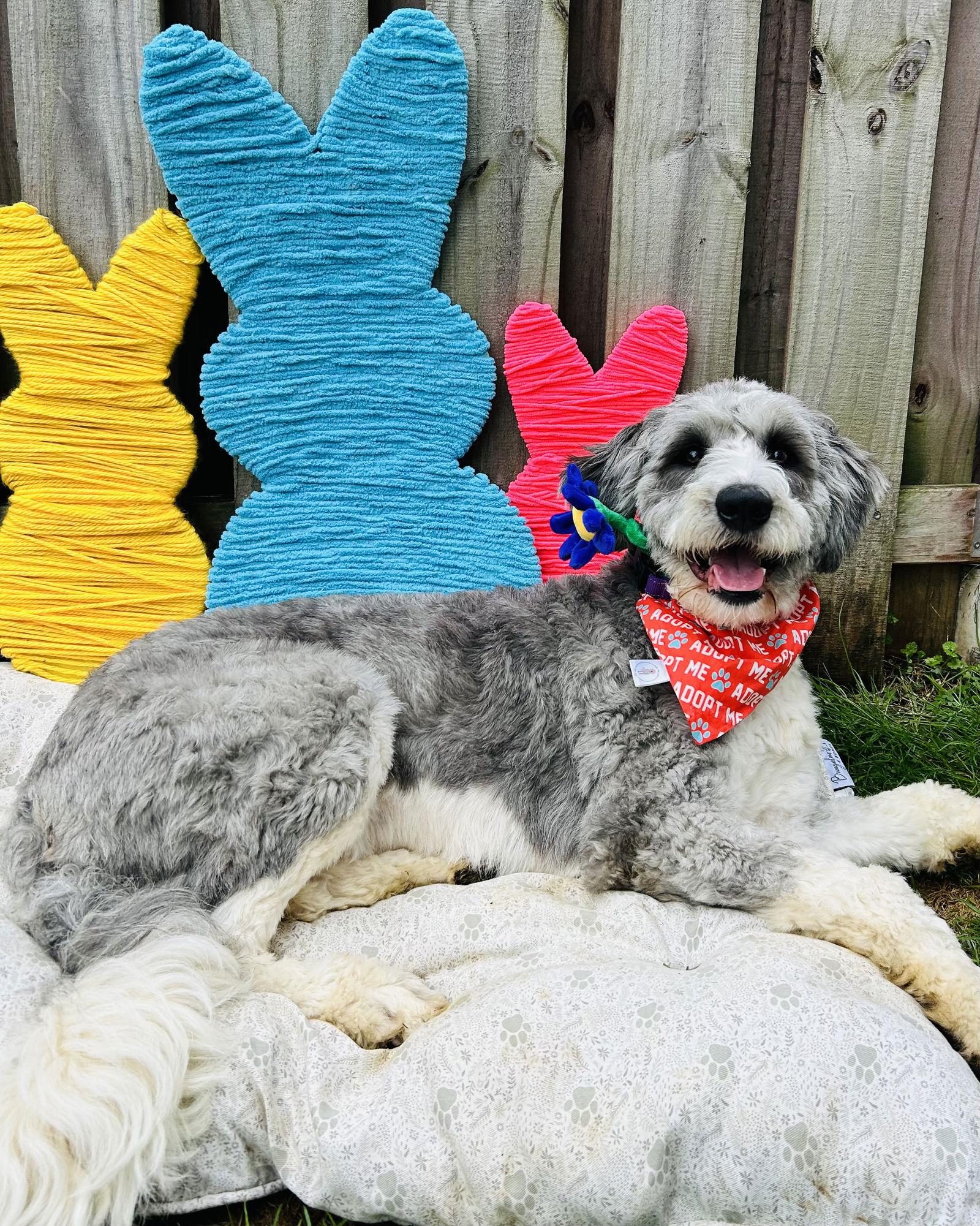 Enlarge Charlie the Bordoodle, a Adopted mixed breed in Elizabethtown, PA image 3/3