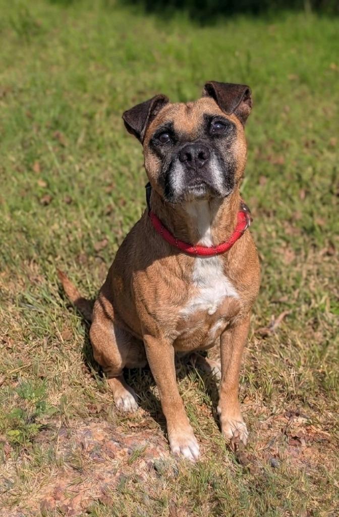 Enlarge Chopper, a Adoptable mixed breed in Springfield, TN image 1/1