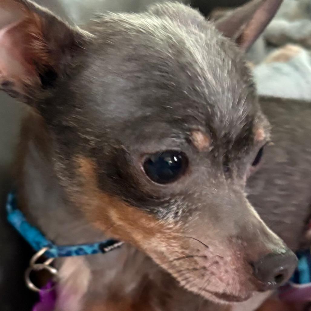 Pepperoncini, Adoptable, Adult Male Chihuahua.