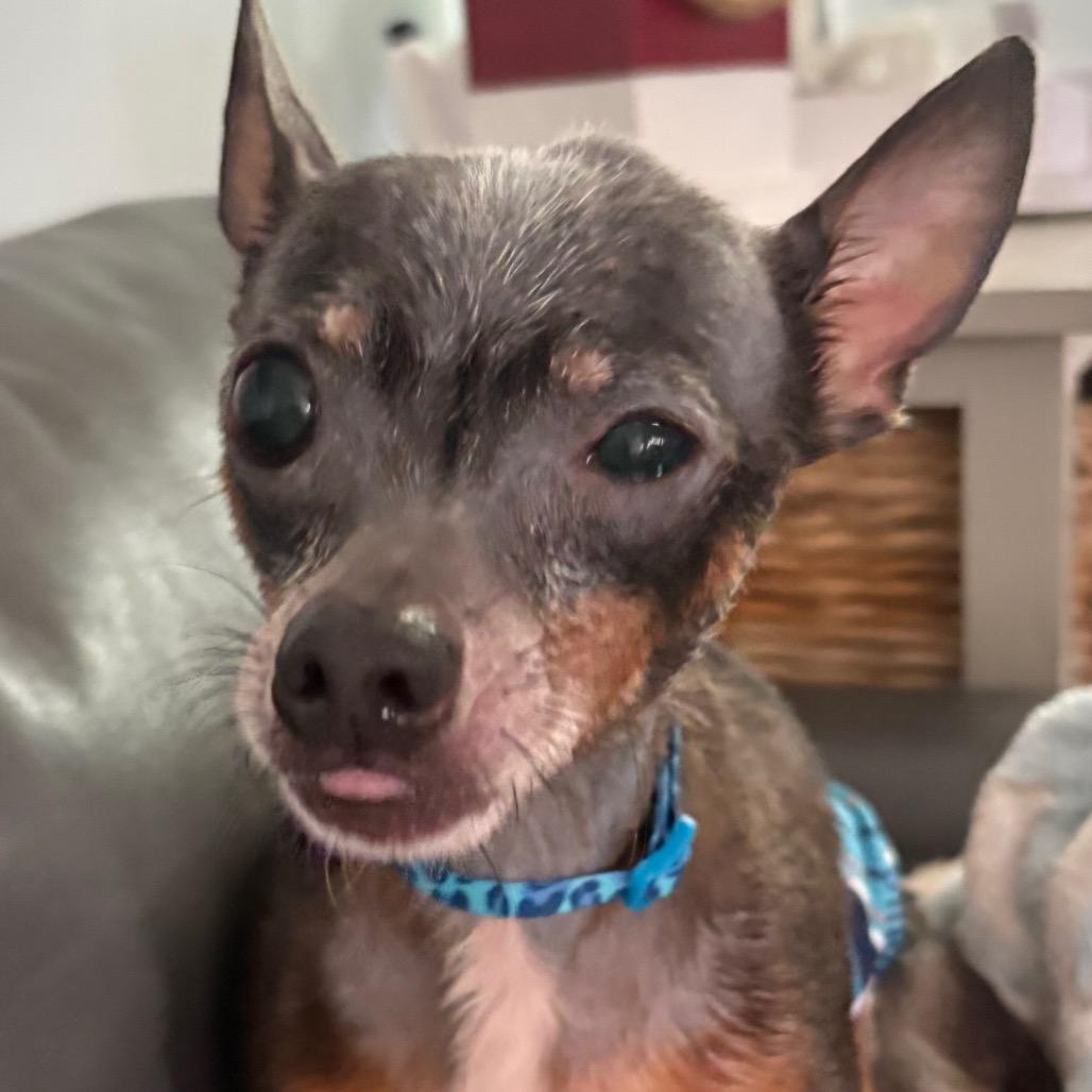 Pepperoncini, a Adoptable Chihuahua in Gulfport, MS image 2/6