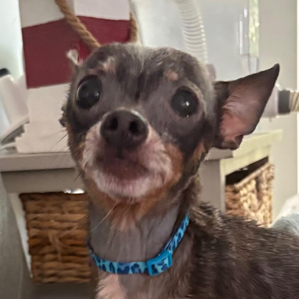Pepperoncini, a Adoptable Chihuahua in Gulfport, MS image 3/6