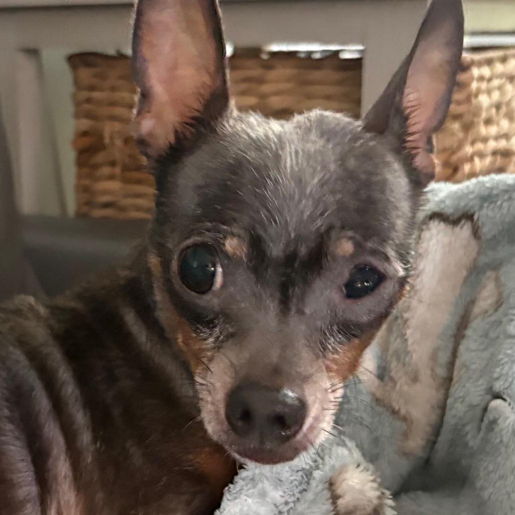Pepperoncini, a Adoptable Chihuahua in Gulfport, MS image 4/6