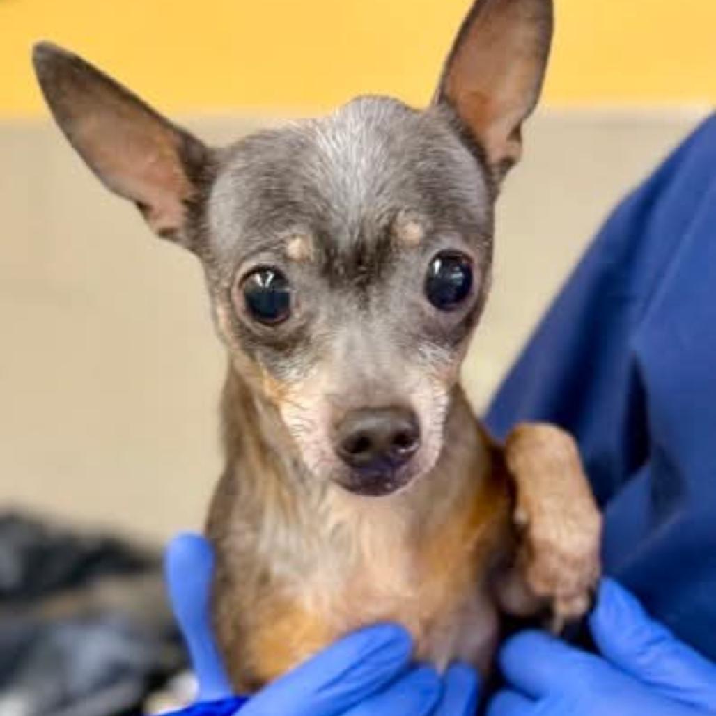 Pepperoncini, a Adoptable Chihuahua in Gulfport, MS image 5/6