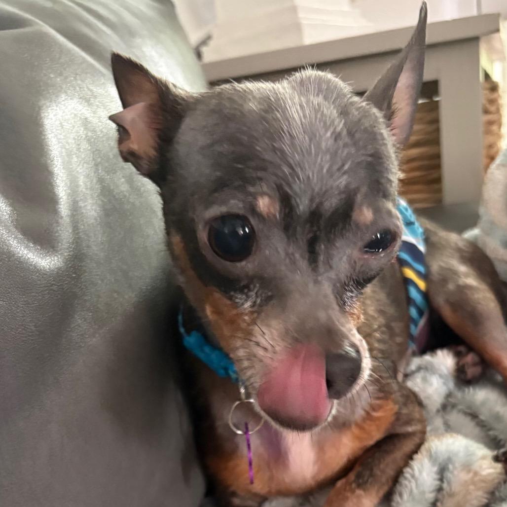 Pepperoncini, a Adoptable Chihuahua in Gulfport, MS image 6/6