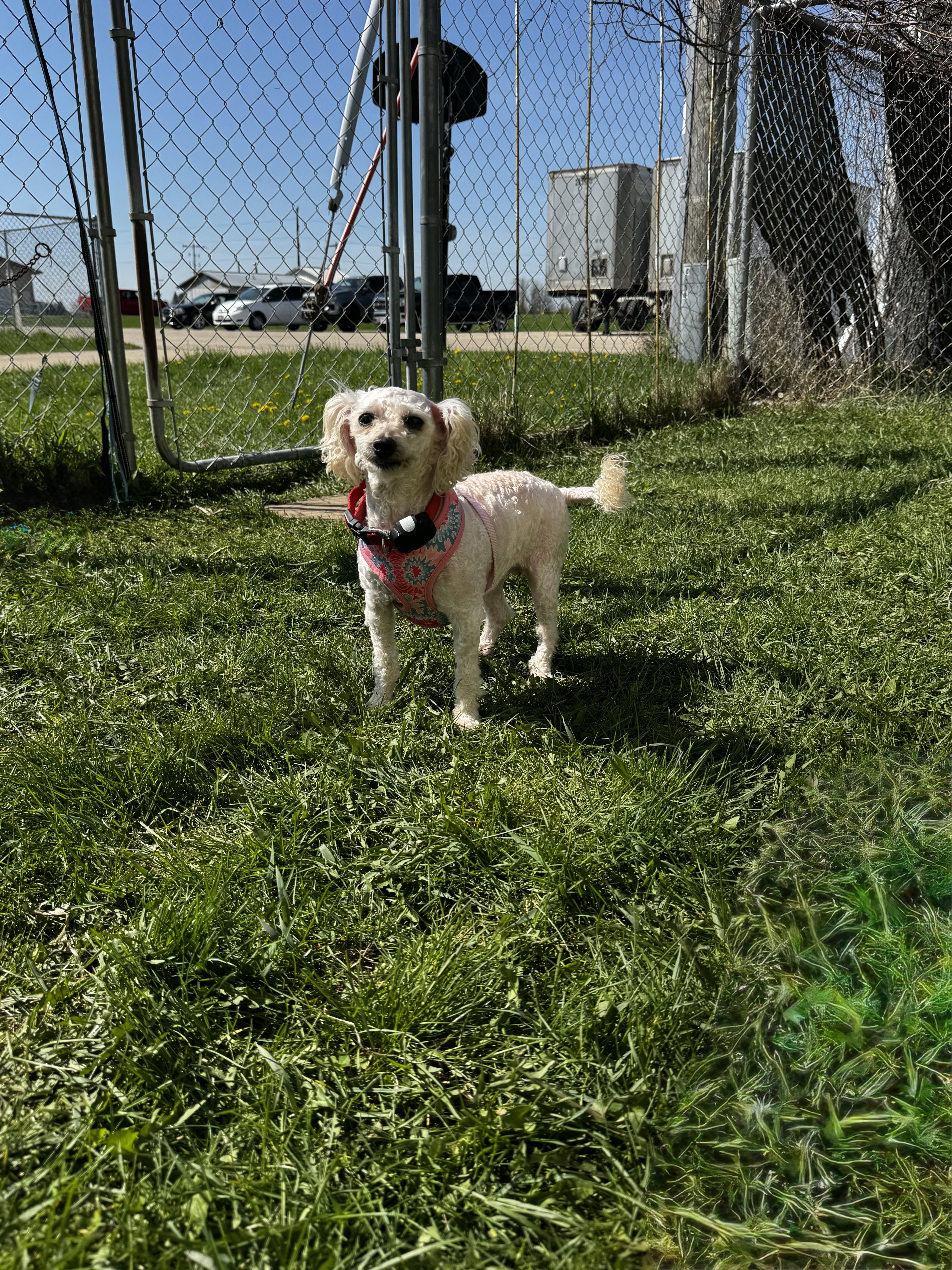 Enlarge Mini, a ADOPTABLE Miniature Poodle in Dodgeville, WI image 1/4