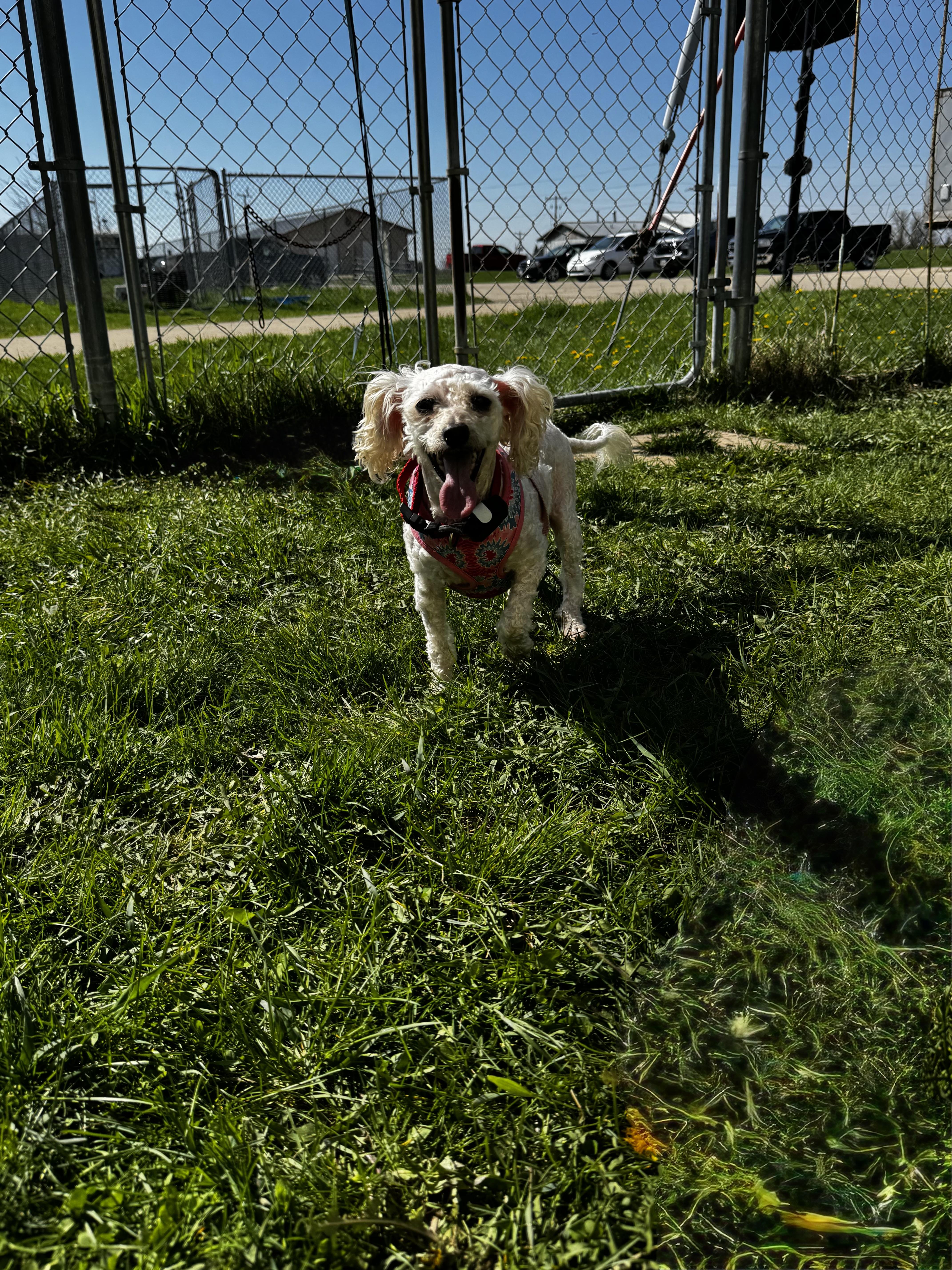 Enlarge Mini, a ADOPTABLE Miniature Poodle in Dodgeville, WI image 3/4