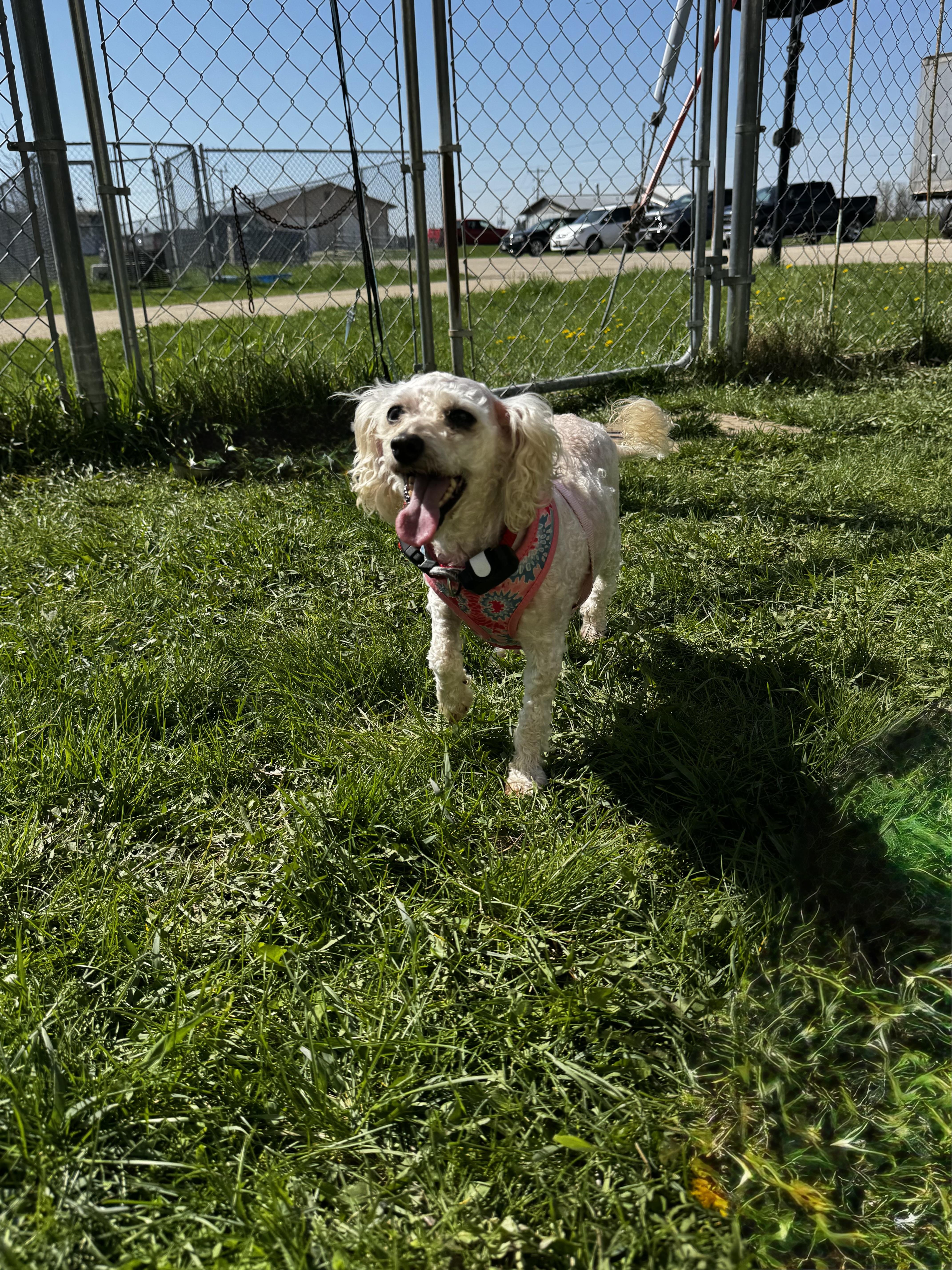 Enlarge Mini, a ADOPTABLE Miniature Poodle in Dodgeville, WI image 2/4