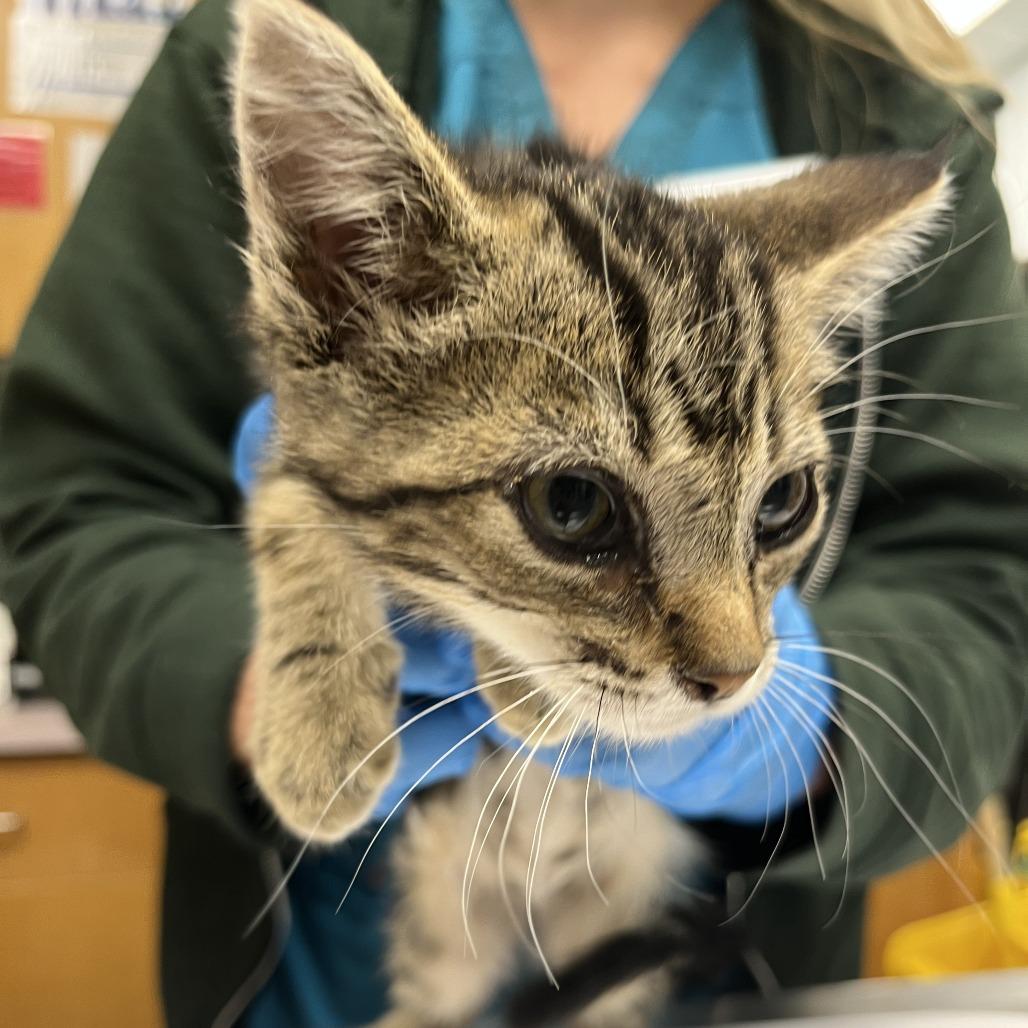 Gason, Adoptable, Kitten Male Domestic Short Hair.
