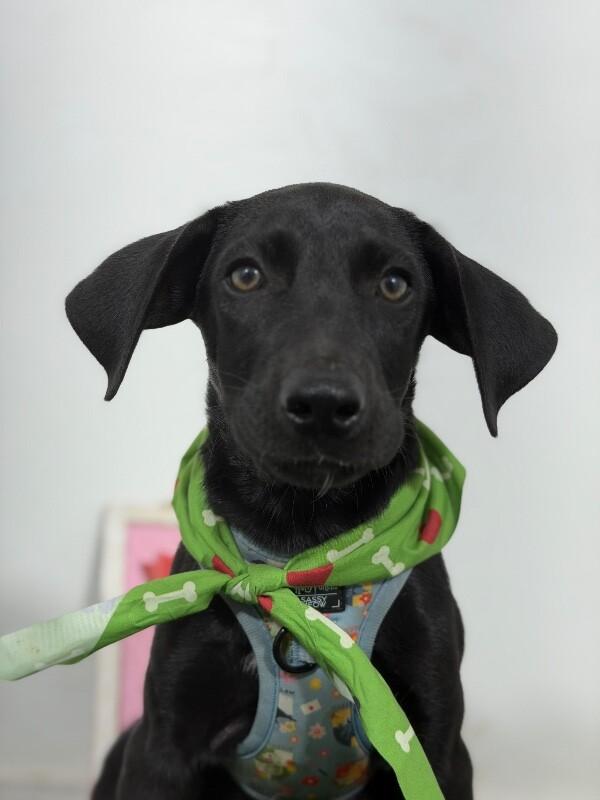 Enlarge Rome-One of our Amazing Rescue Dogs, a Adoptable mixed breed in Sunnyvale, CA image 1/1