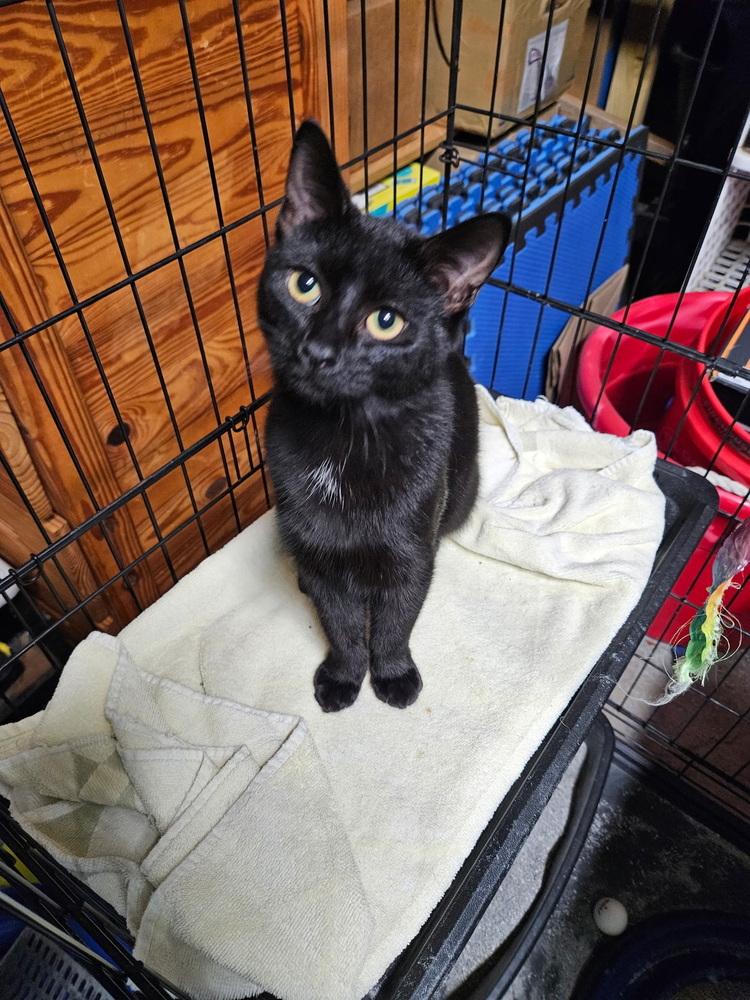 Nutella RL, Adoptable, Young Female Domestic Short Hair.