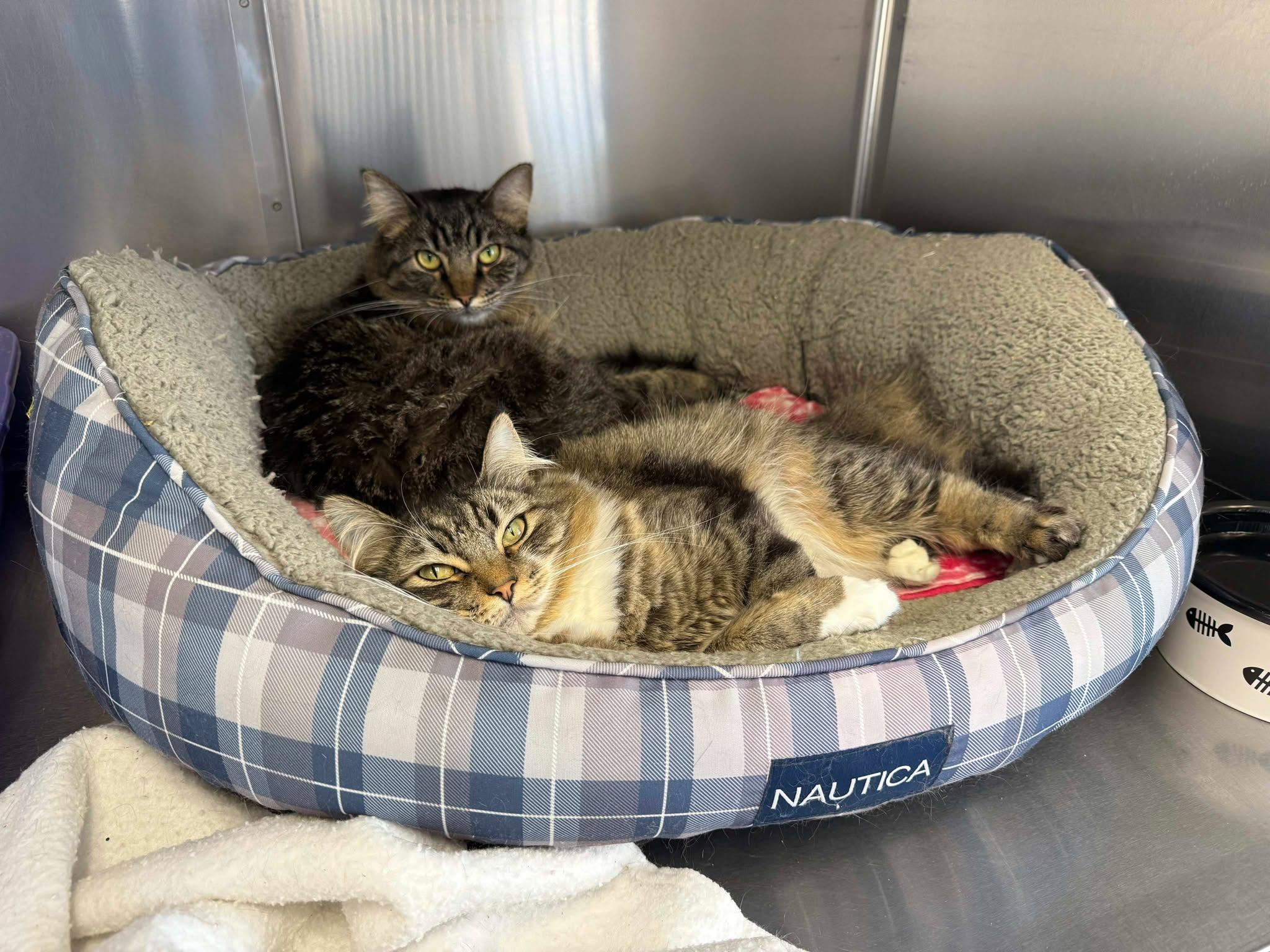 Mama and Thelma, Adoptable, Adult Female Domestic Medium Hair.