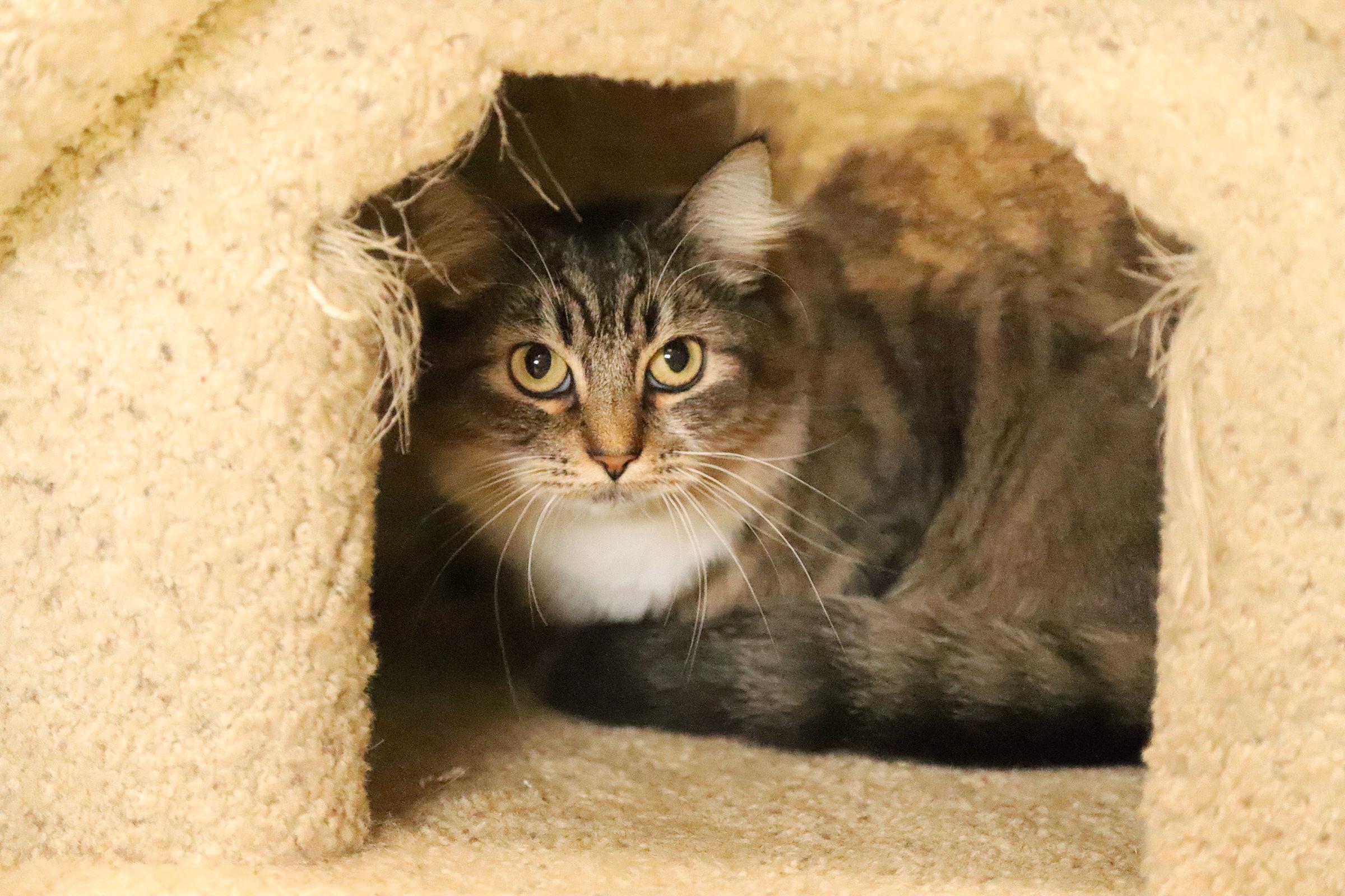 Mama and Thelma, a Adoptable Domestic Medium Hair in Medford, OR image 3/3