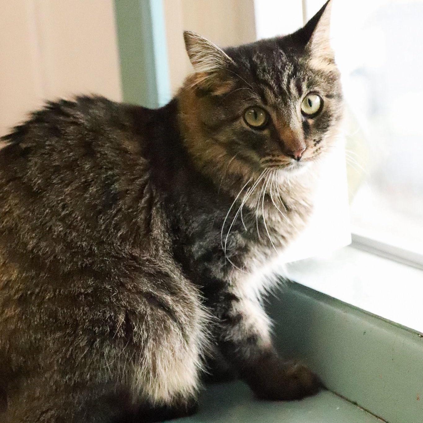 Mama and Thelma, a Adoptable Domestic Medium Hair in Medford, OR image 2/3