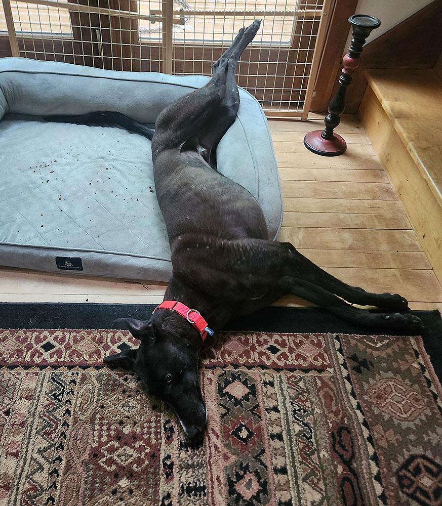 Bugs, a ADOPTABLE Greyhound in Ware, MA image 2/5
