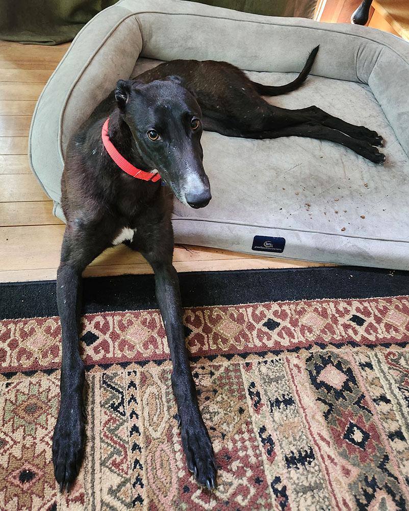 Bugs, a ADOPTABLE Greyhound in Ware, MA image 4/5