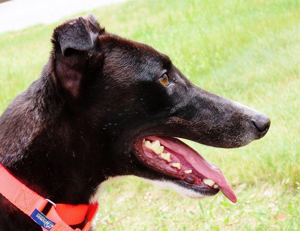 Bugs, a ADOPTABLE Greyhound in Ware, MA image 3/5