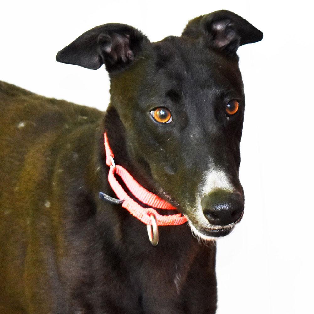 Bugs, ADOPTABLE, Adult Male Greyhound.