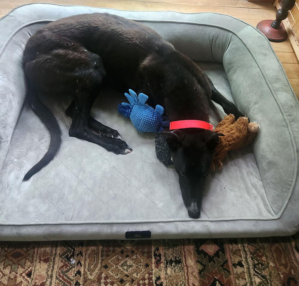 Bugs, a ADOPTABLE Greyhound in Ware, MA image 5/5