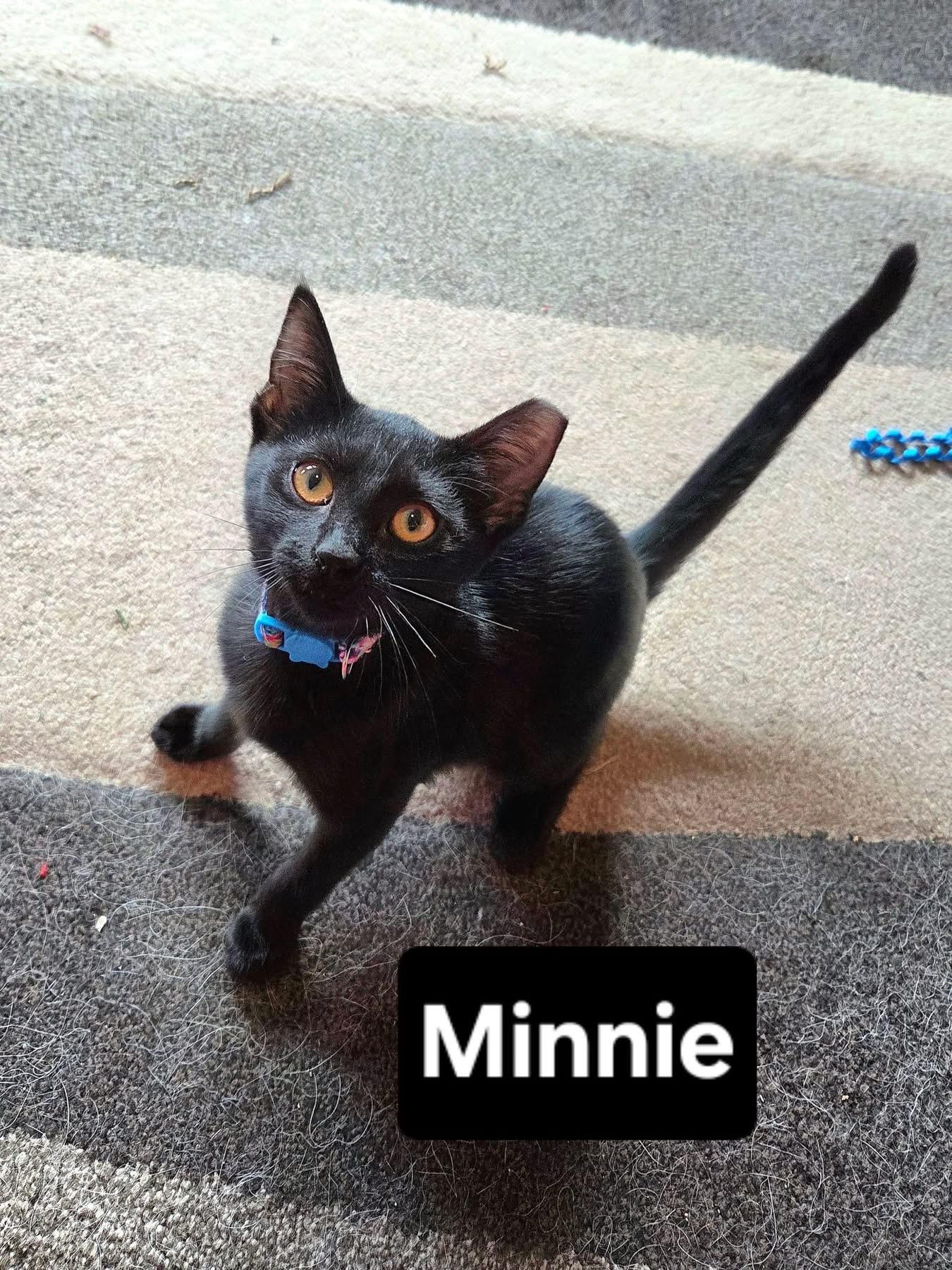Enlarge Minnie, a ADOPTABLE Domestic Short Hair in Manhattan, KS image 4/4