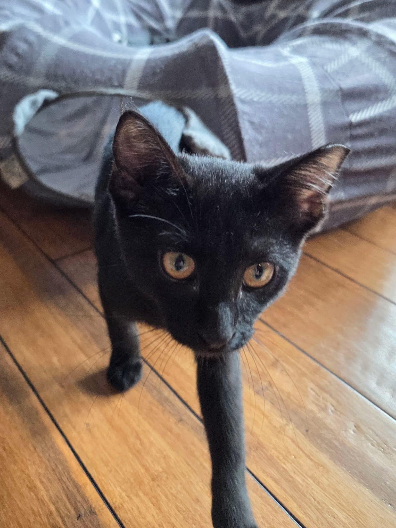 Enlarge Minnie, a ADOPTABLE Domestic Short Hair in Manhattan, KS image 2/4