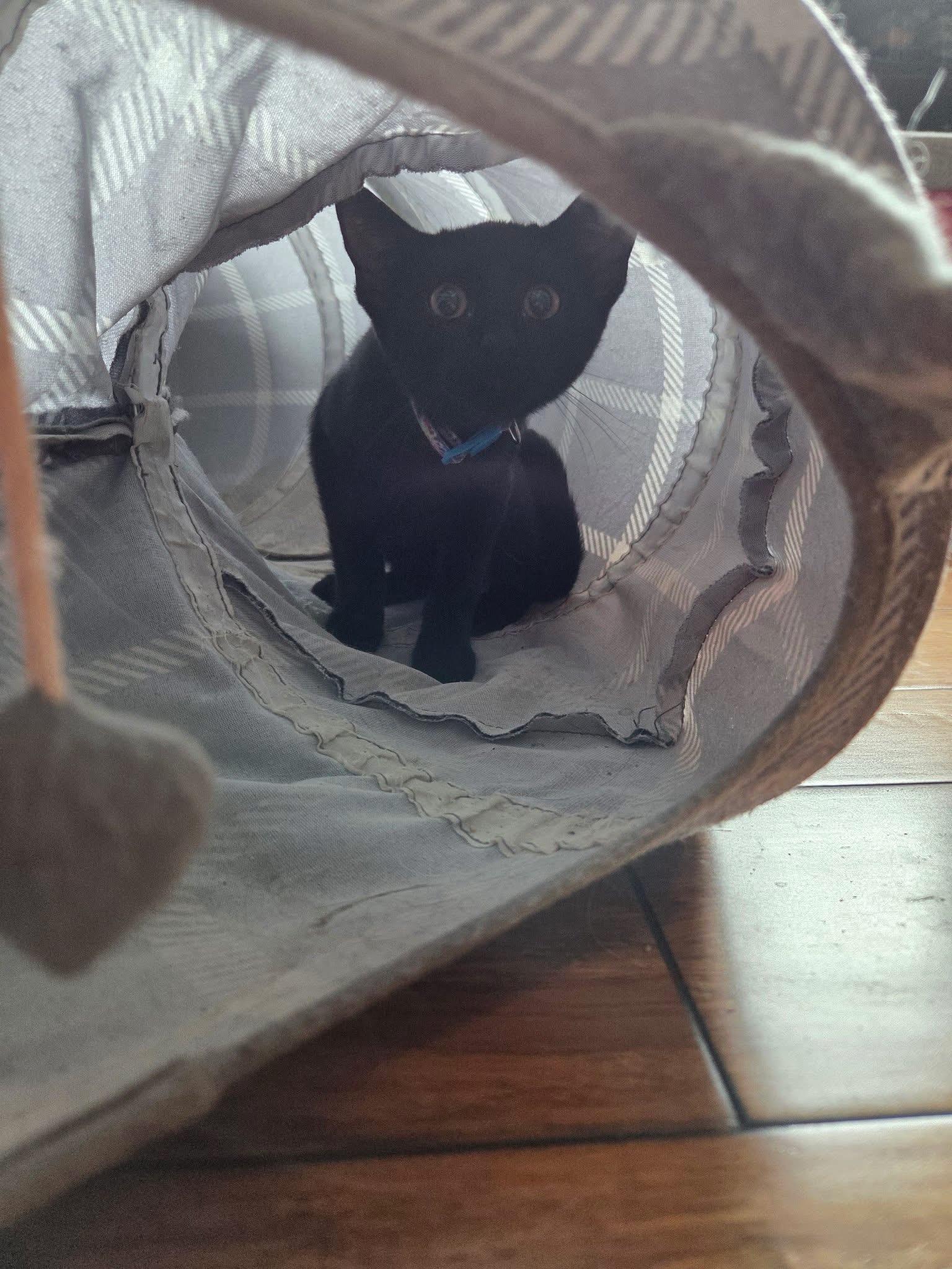 Enlarge Minnie, a ADOPTABLE Domestic Short Hair in Manhattan, KS image 3/4