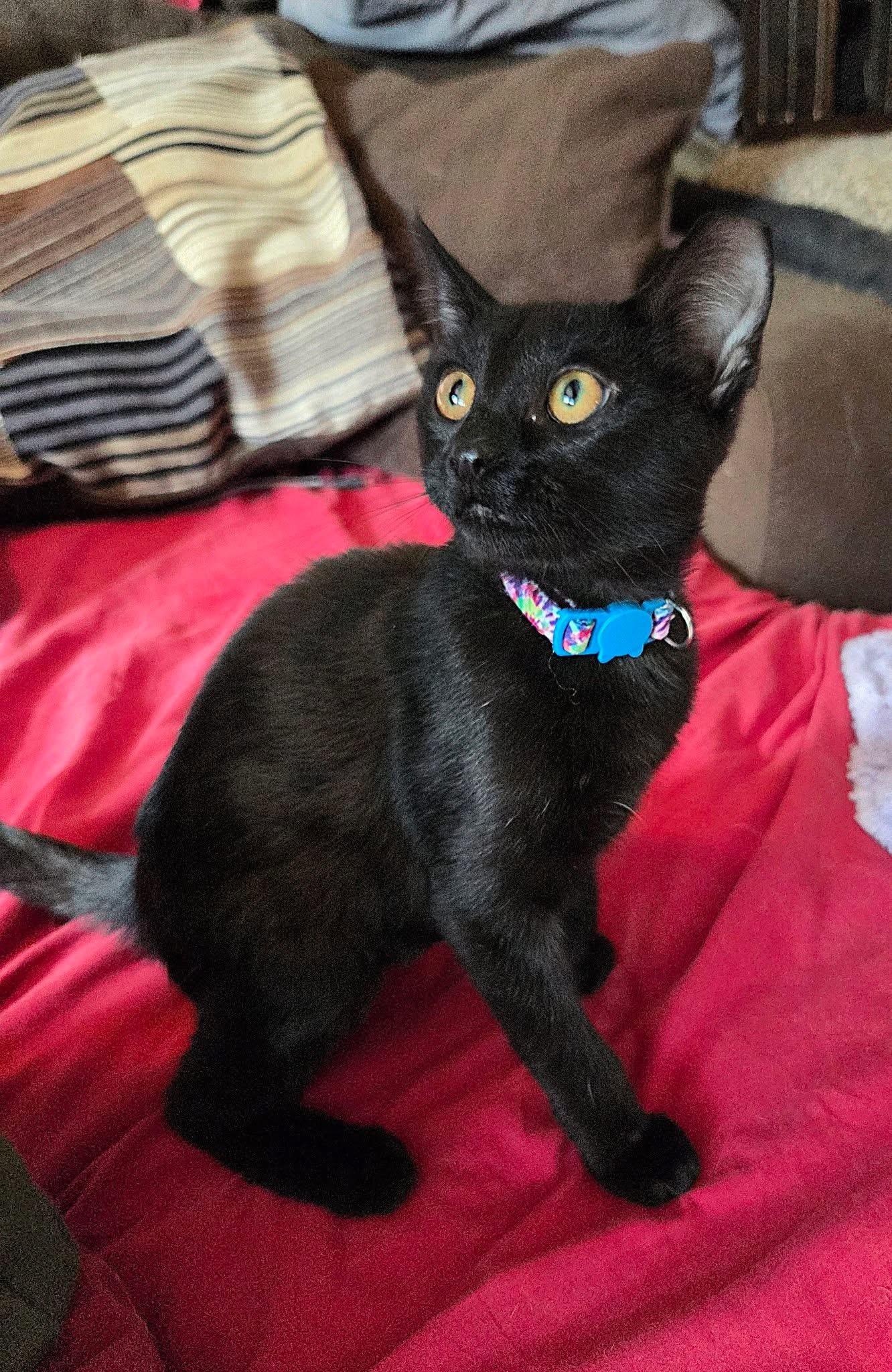 Minnie, ADOPTABLE, Kitten Female Domestic Short Hair.