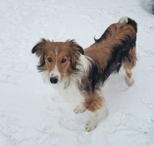 Lassie, a Adopted mixed breed in Hornepayne, ON image 4/4