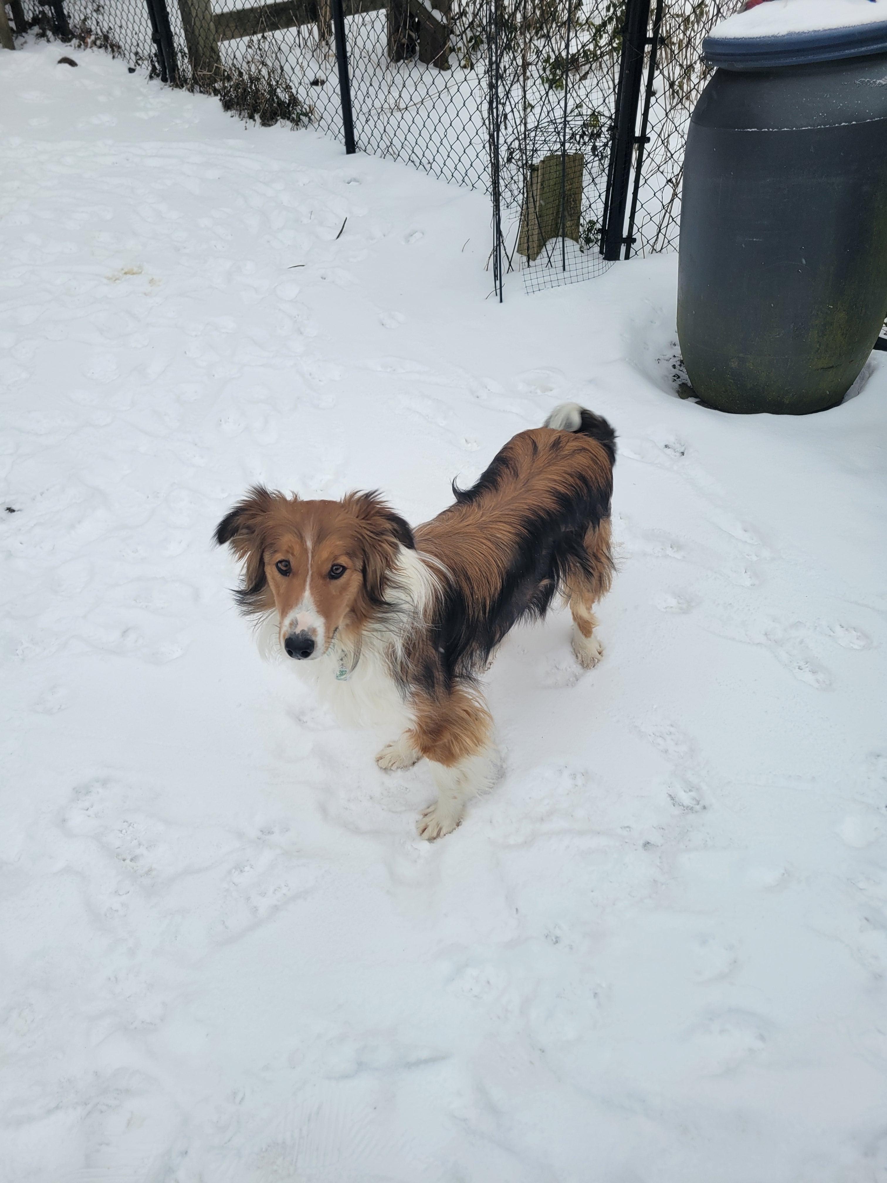 Lassie, a Adopted mixed breed in Hornepayne, ON image 2/4